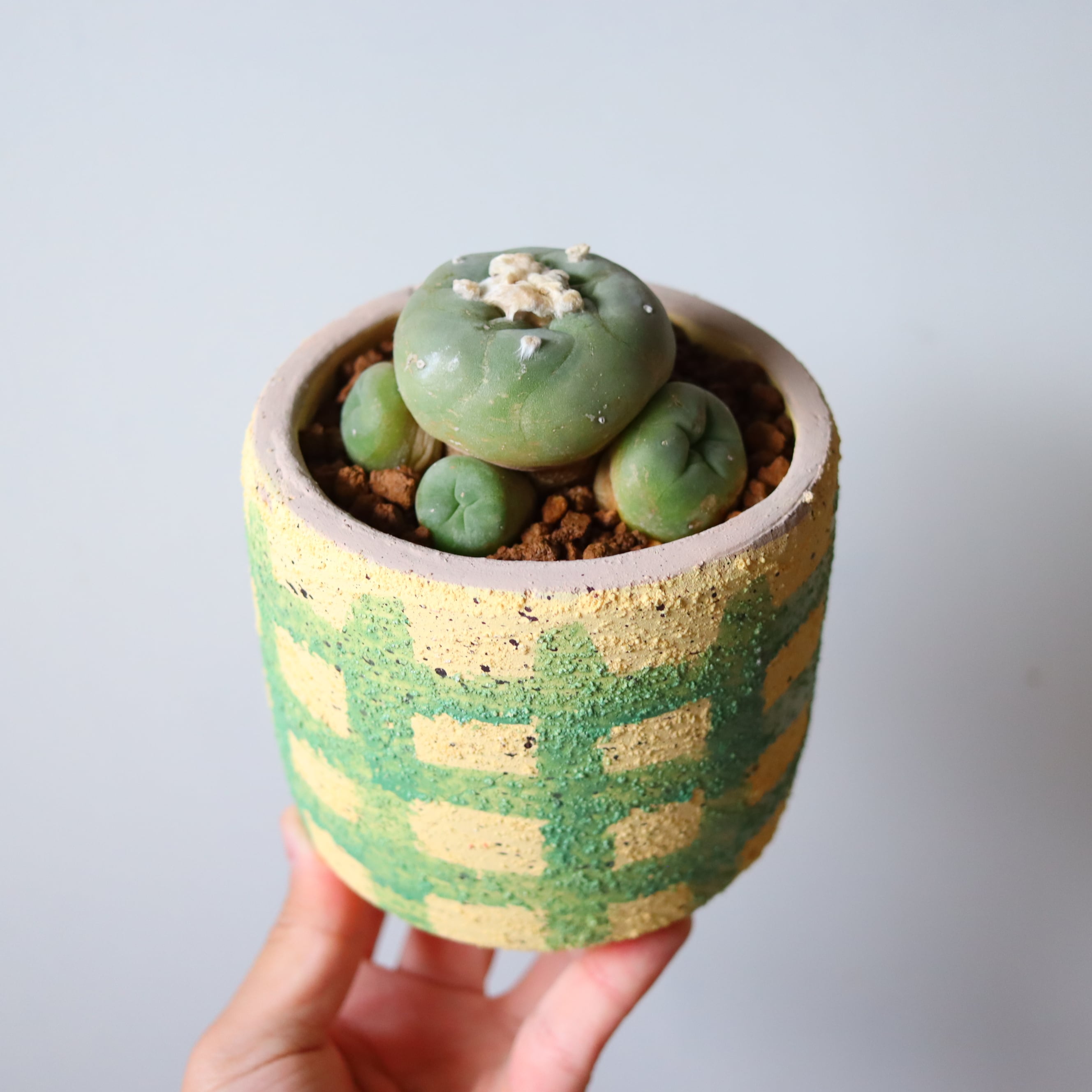 ロホホラ 鳥羽玉（花） | 植物屋 fytó
