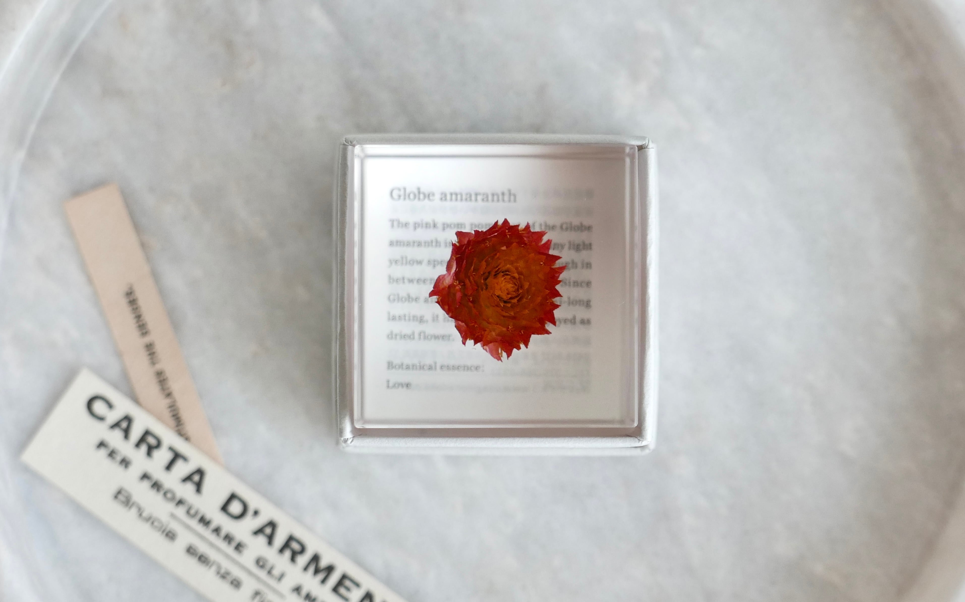 sola cube "globe amaranth" センニチコウ 植物標本