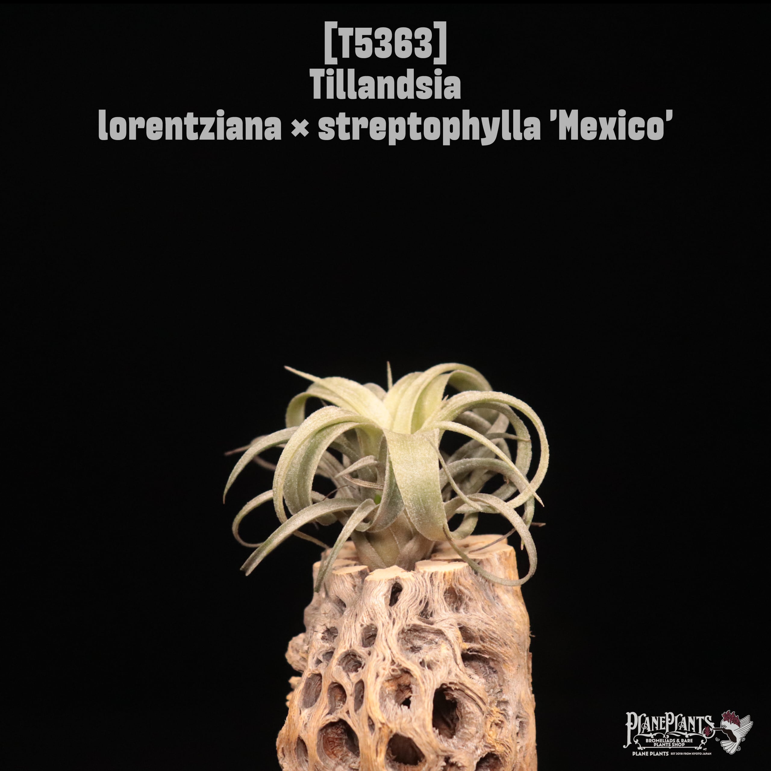 ブロメリア・エアープランツ lorentziana x streptophylla'Mexico\