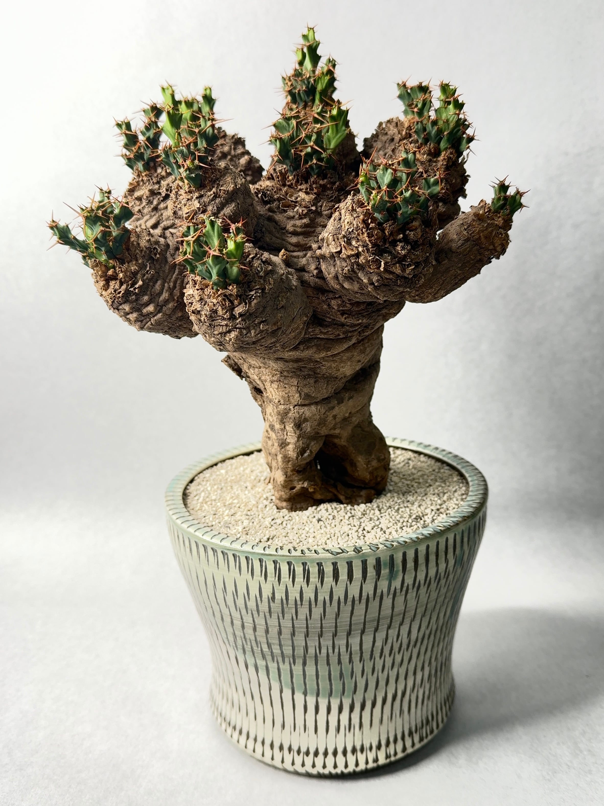 ユーフォルビア・クラビゲラ