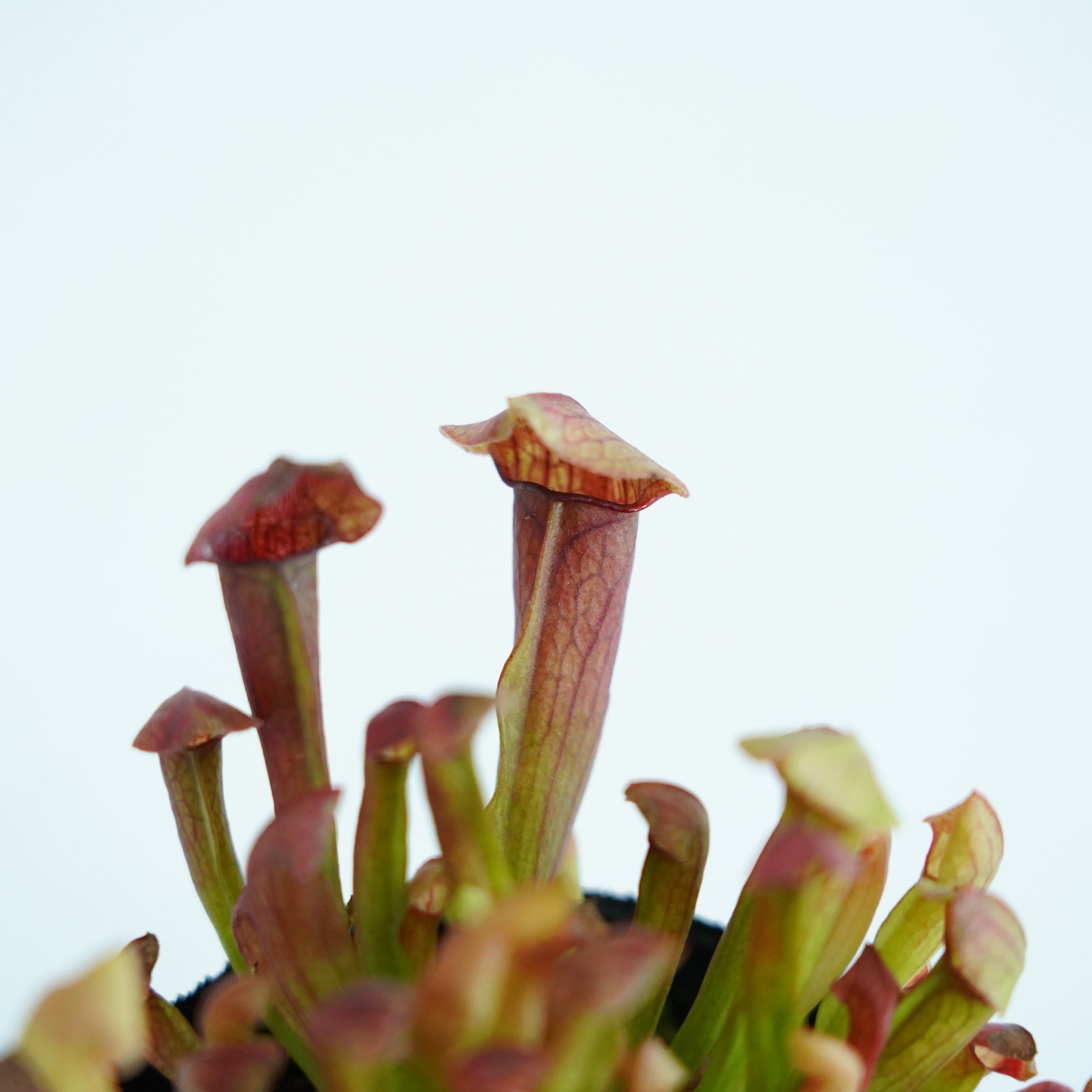 サラセニア マルーン Sarracenia Maroon【食虫植物】 苔テラリウム作製