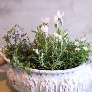 mondimanche 植木鉢　アンティークデコレオーバルMW｜シャビーシック　寄せ植えして飾ると素敵なガーデンになる　UF574