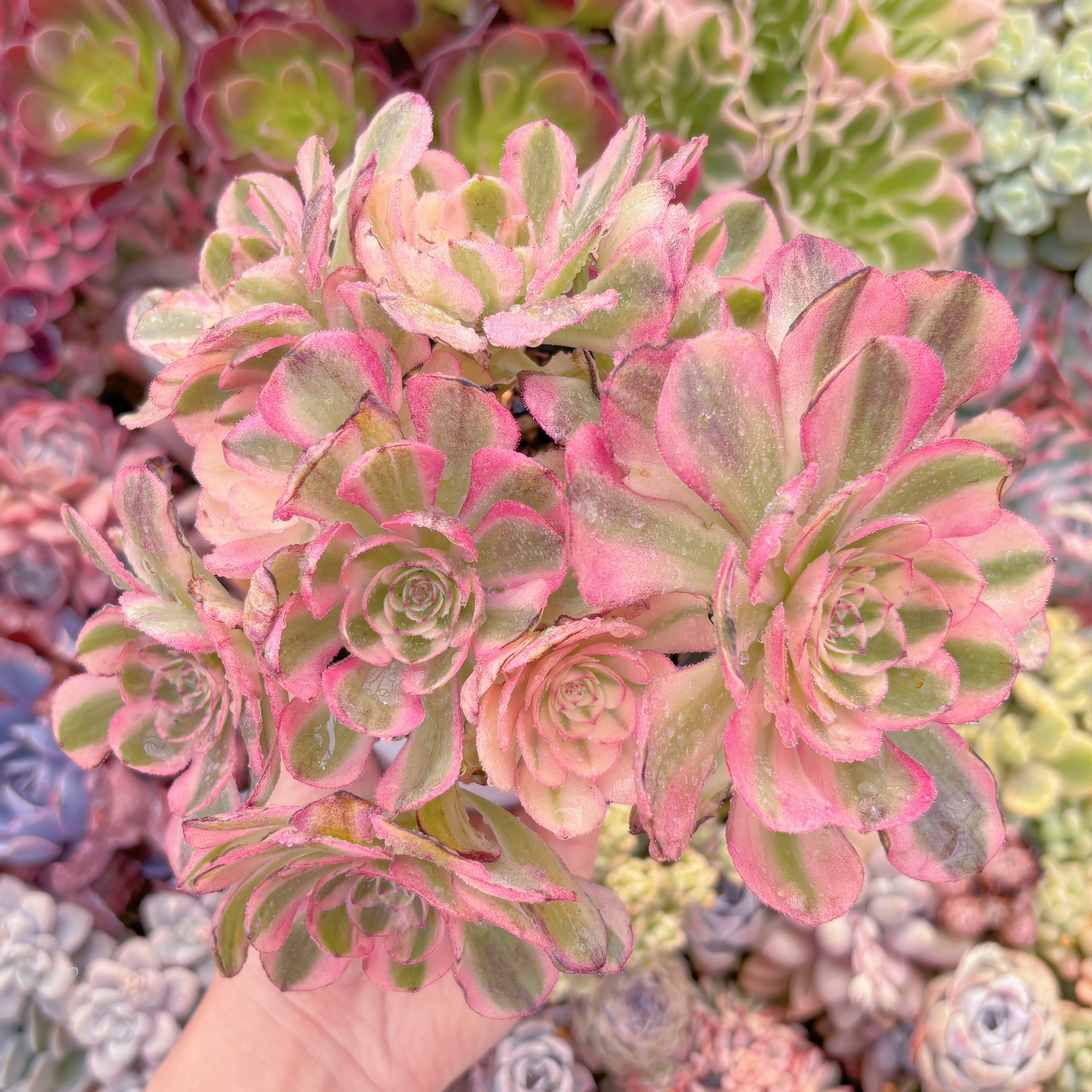 現品　ハロウィン白錦#017   大群生　新入荷