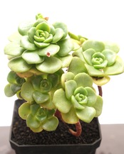 抜き苗 リリーパッド 大群生 Aeonium 'Lily Pad'
