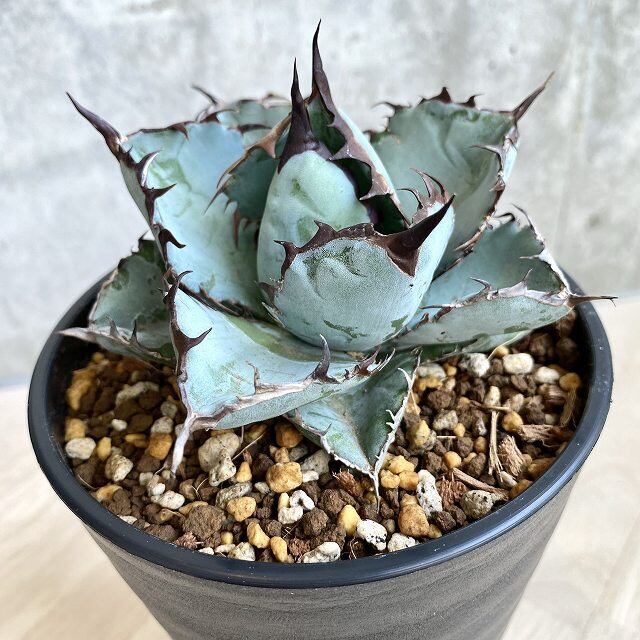 agave titanota black and blue /アガベ チタノタ ブラックアンドブルー  【子株付き】【観葉植物】【多肉植物】【インテリア】【鉢込み発送】【発根済】【美株】