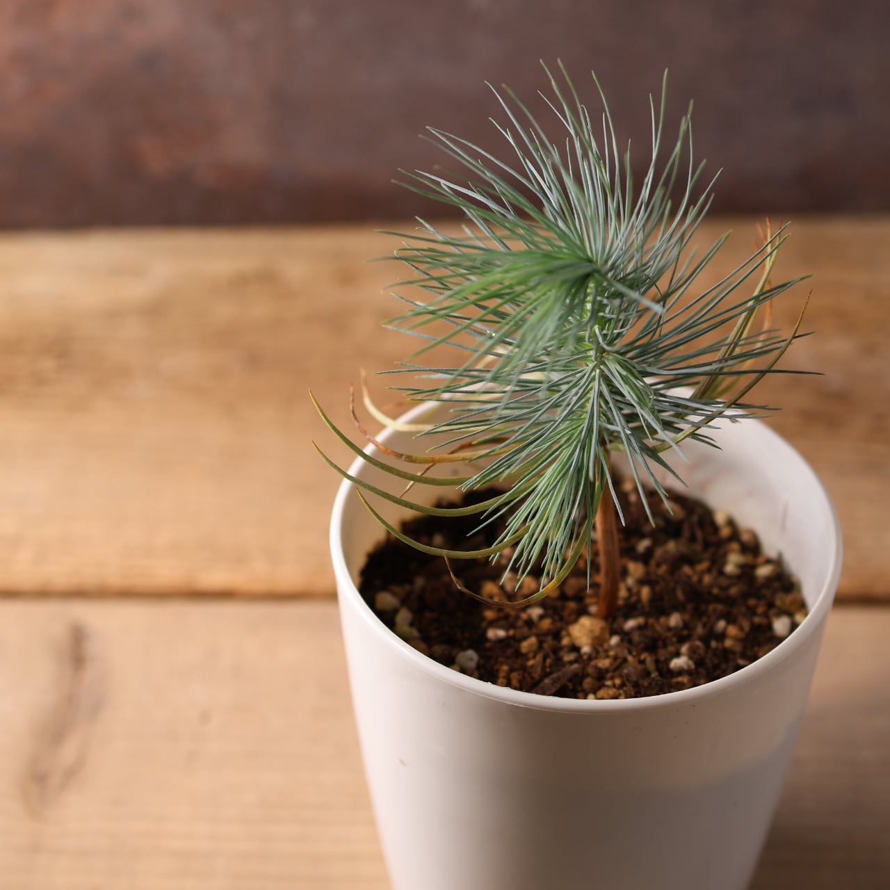 393 力強い樹姿と大粒の実をつける、メキシコ生まれの希少な松