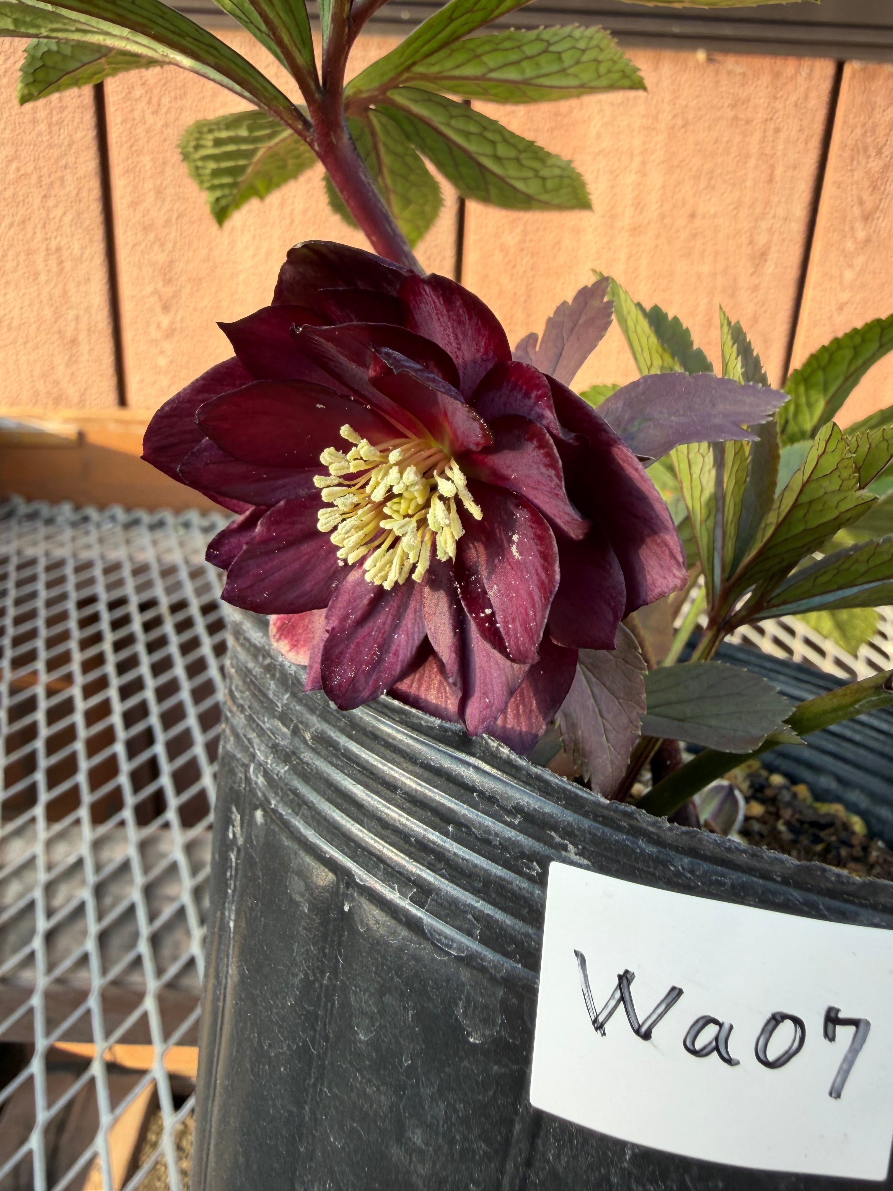 艶々クロアチhyb. 若泉ファーム クリスマスローズ【Wa07】送料無料