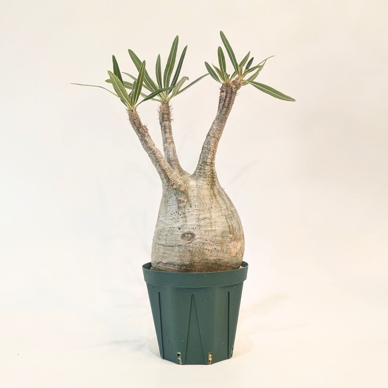 最新入荷 グラキリス 現地球 パキポディウム グラキリス 現地球発根済みが たくさん入荷しま