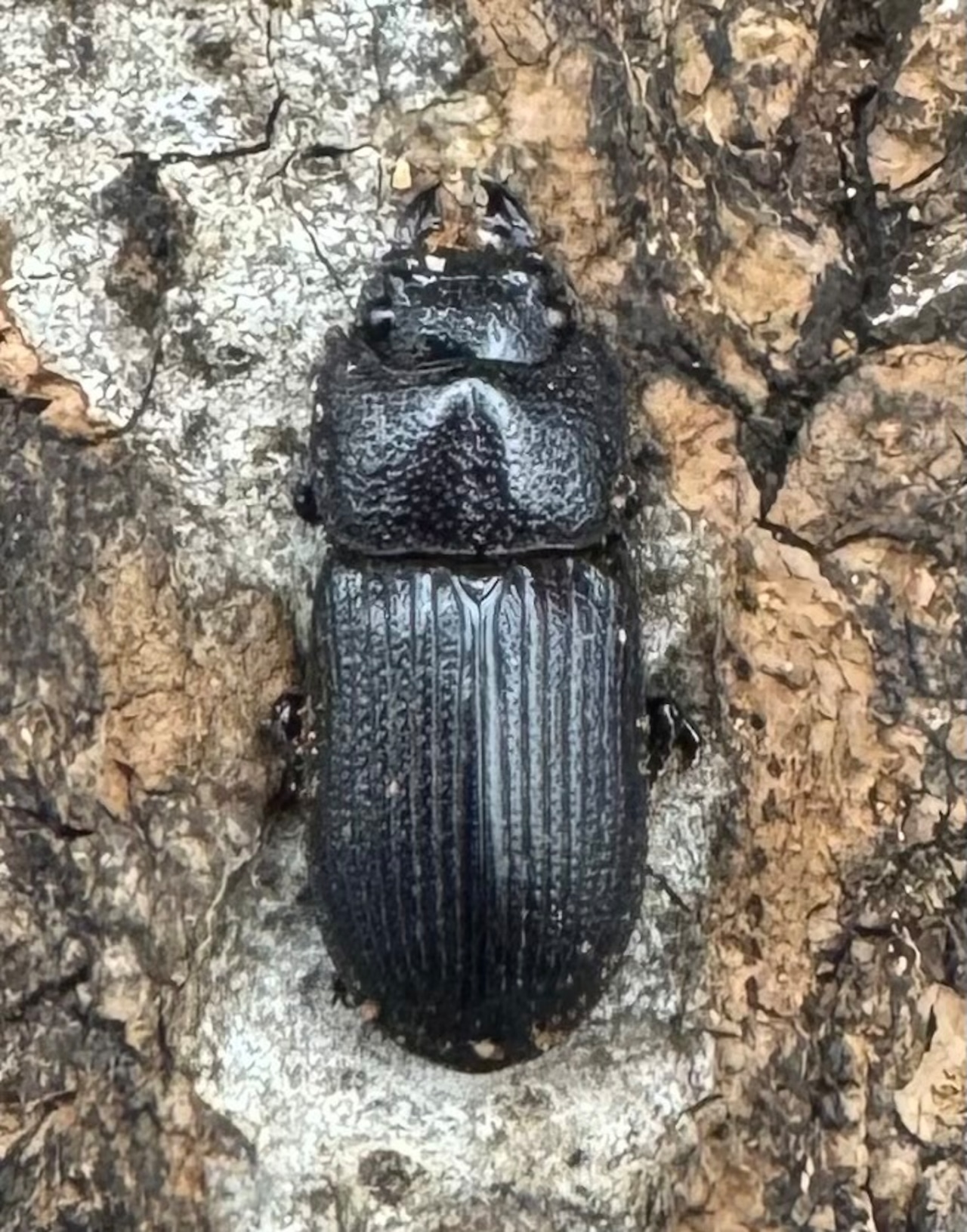 【WD】《ラエビコリスネブト A’品ペア》