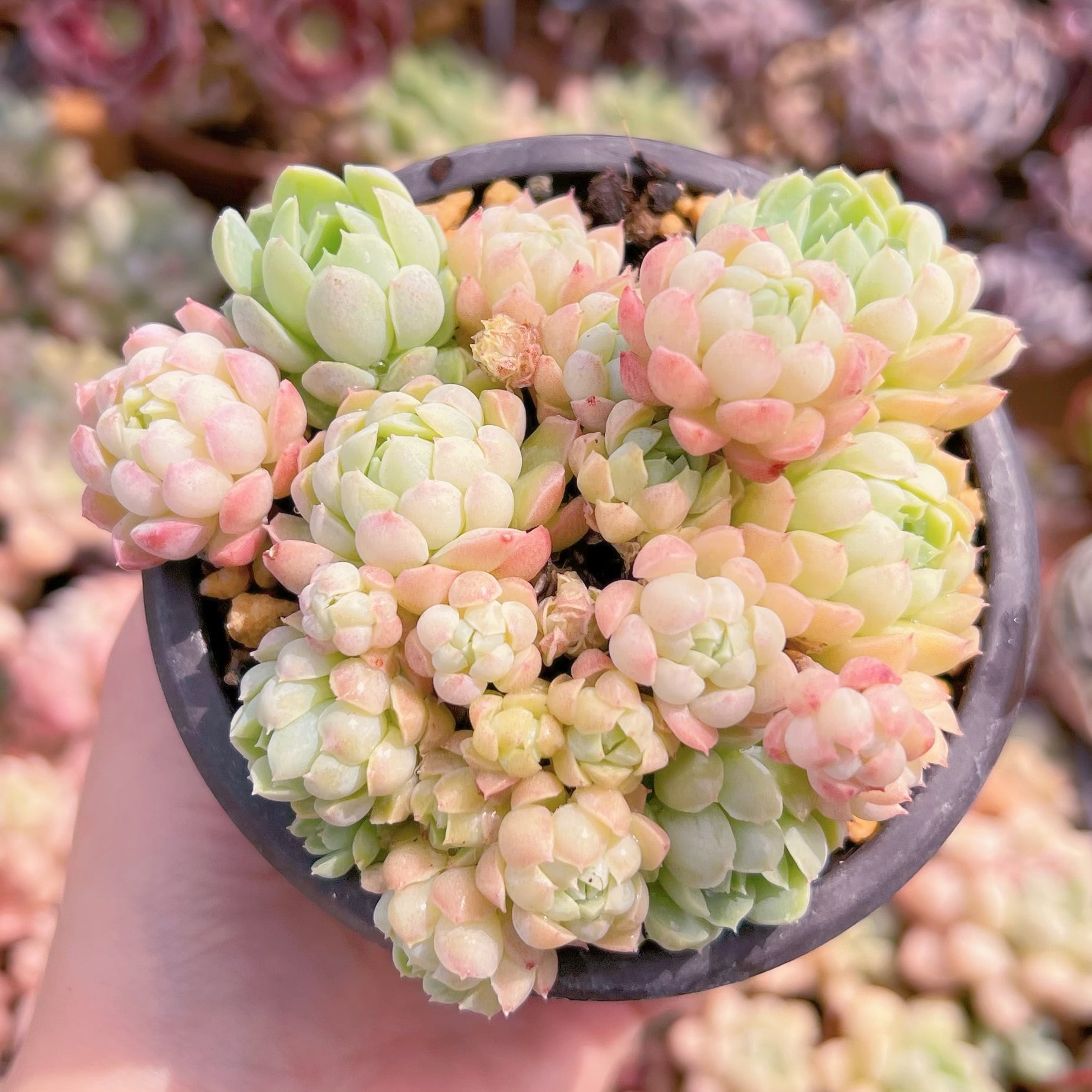 現品　ハチミツボール#B63　新入荷　るる農園