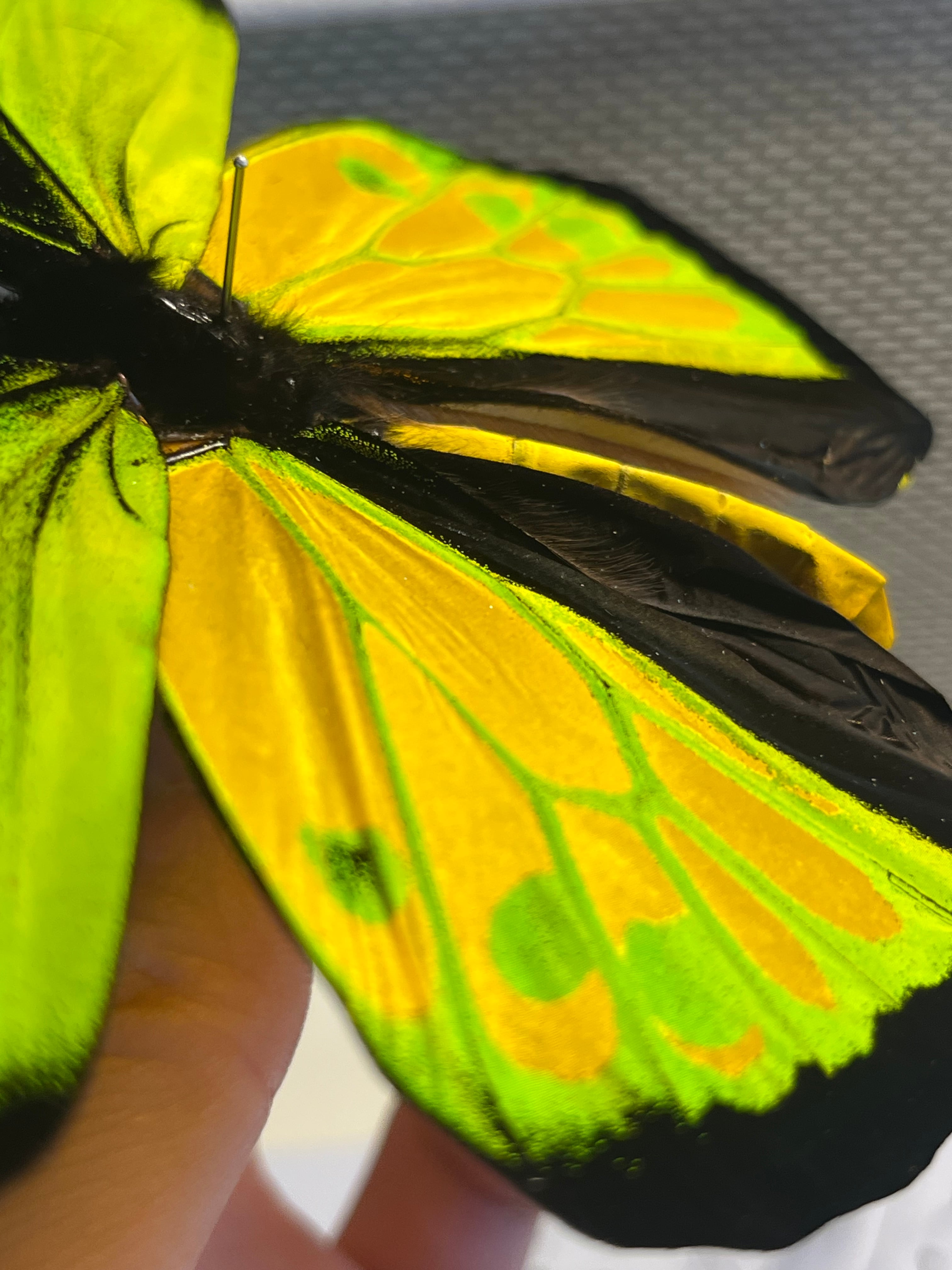 蝶最大級】ゴライアストリバネアゲハ 外国産蝶標本 蝶 標本 メガネ