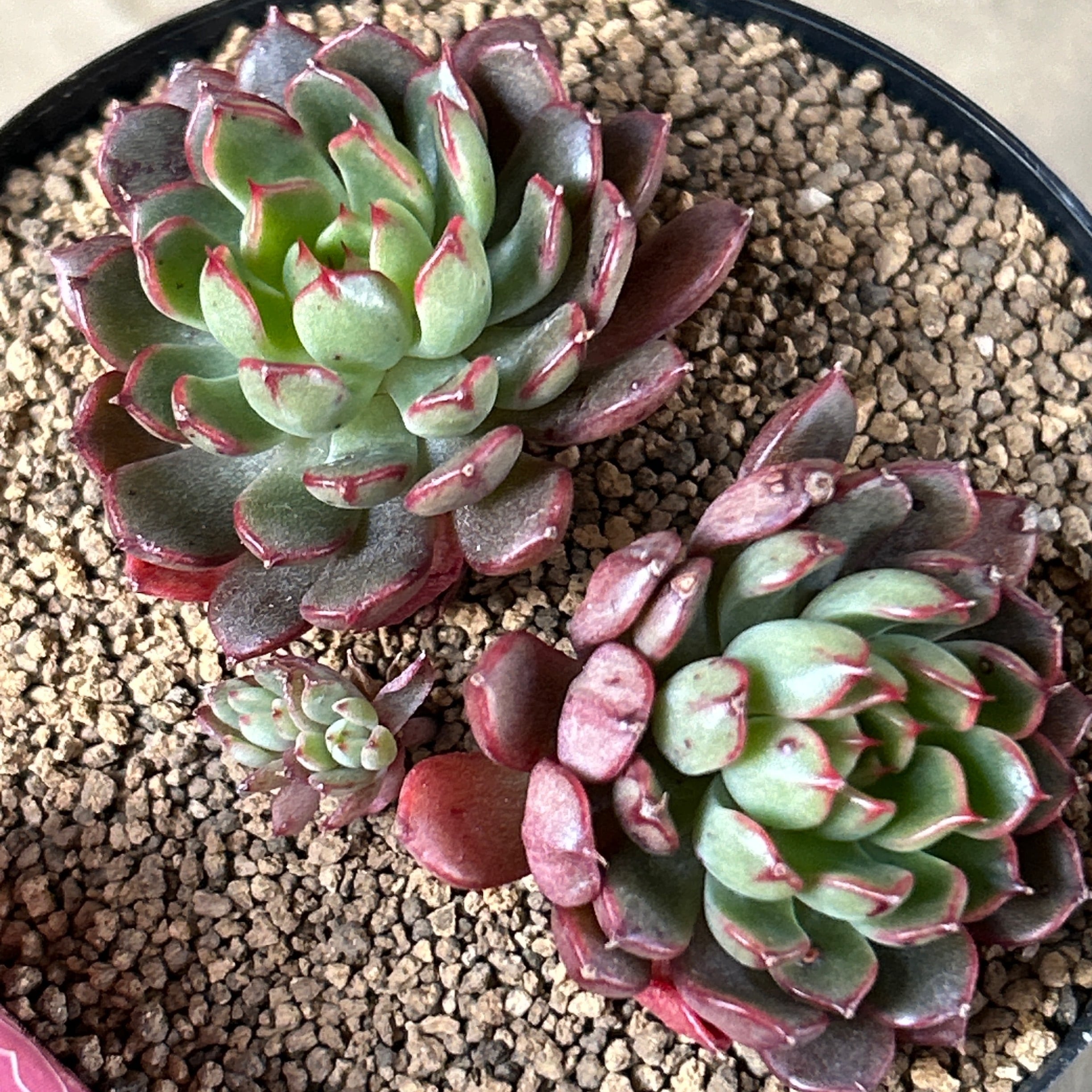 美尼月迫 | RuPo 多肉植物専門店