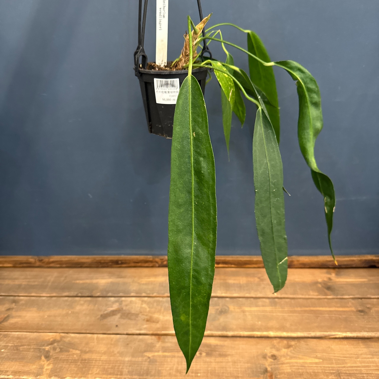 【クリアランス】アンスリウム ウェンドリンゲリ【355】