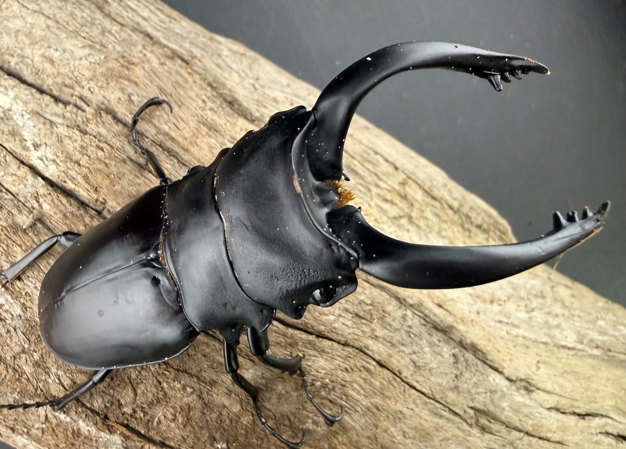 【WD】大型《アルケスツヤクワガタ 91.5mm ペア》