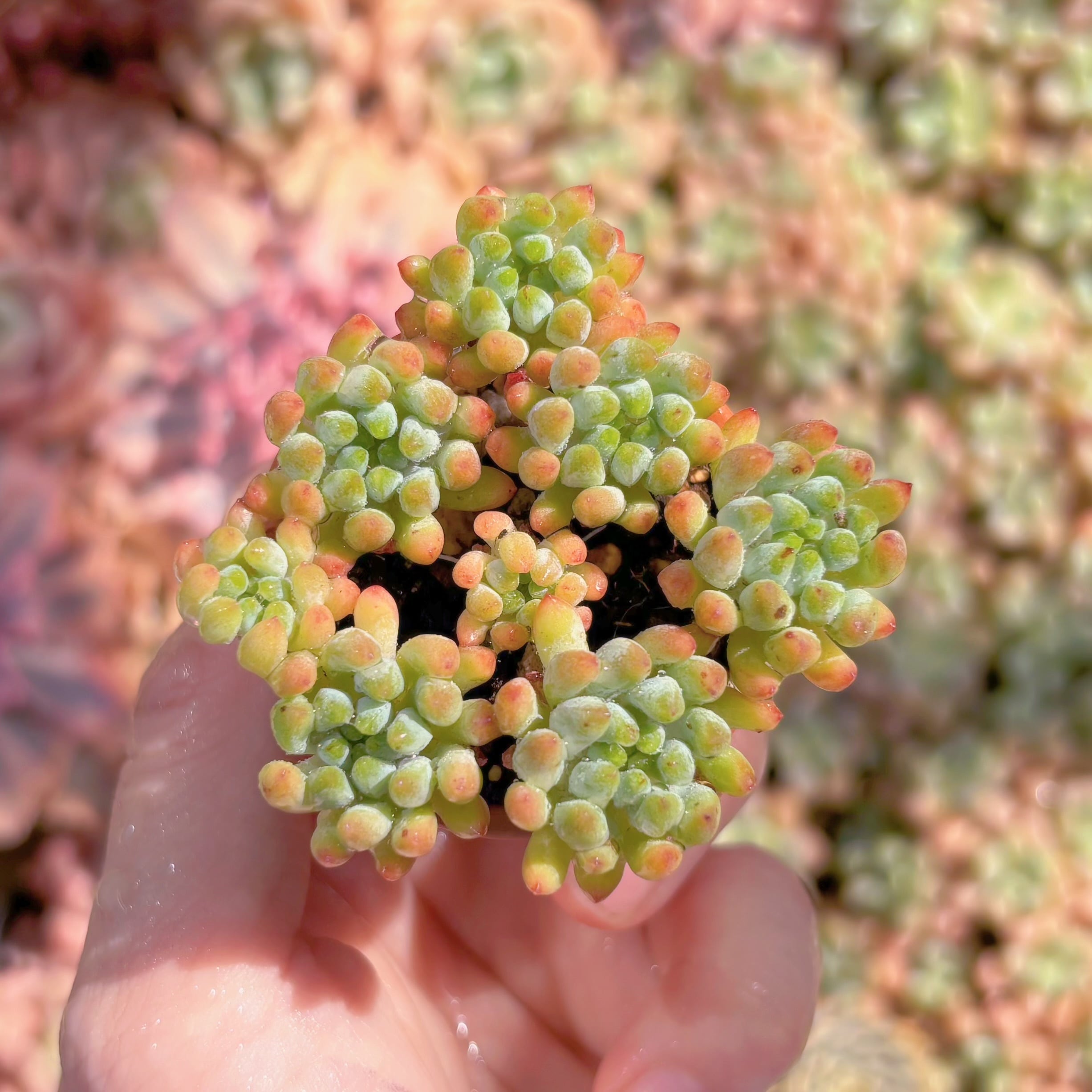 多肉植物　花火　群生　新入荷　るる農園