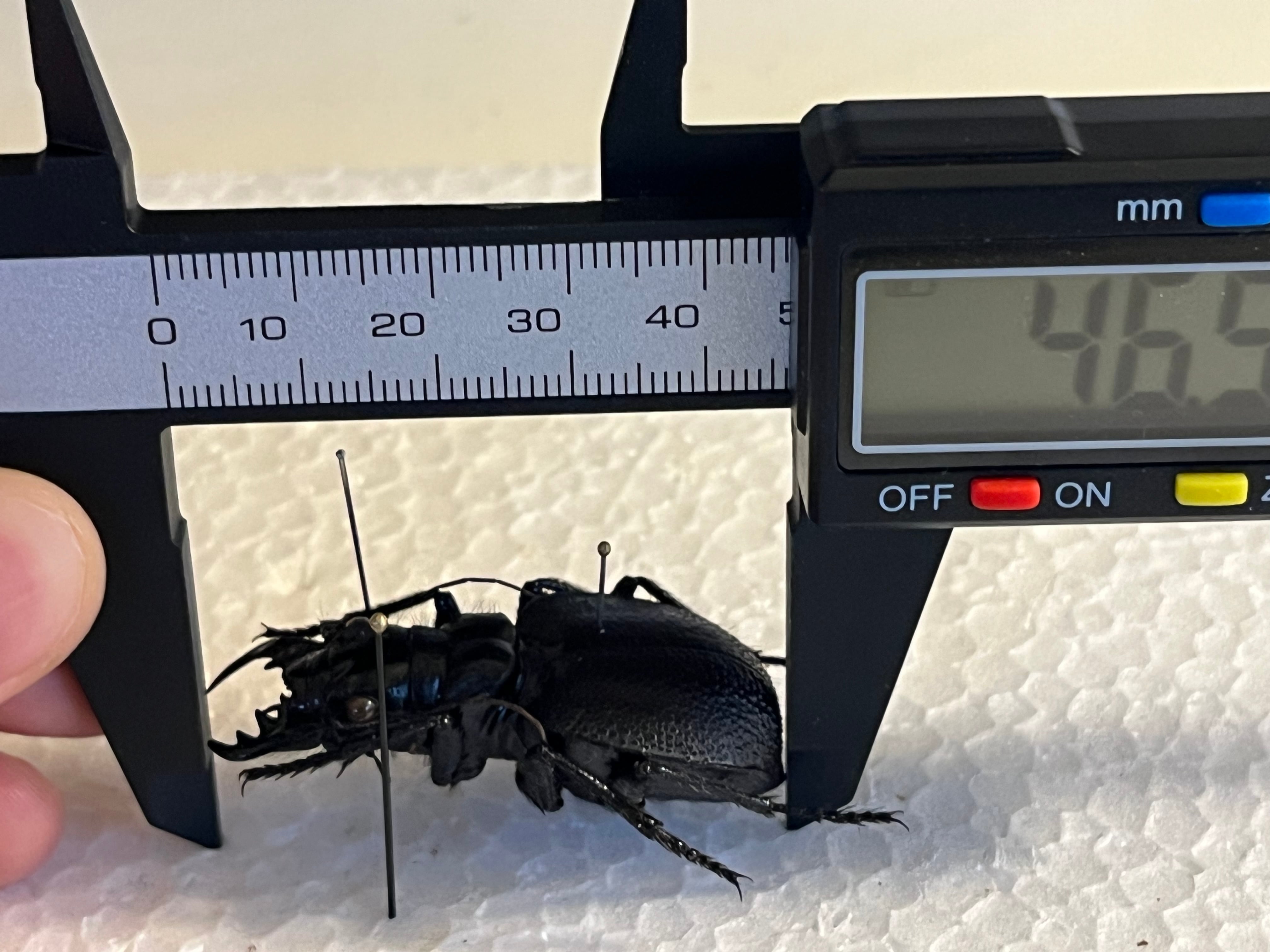 美麗♀】オオエンマハンミョウ Manticora タンザニア産 昆虫標本
