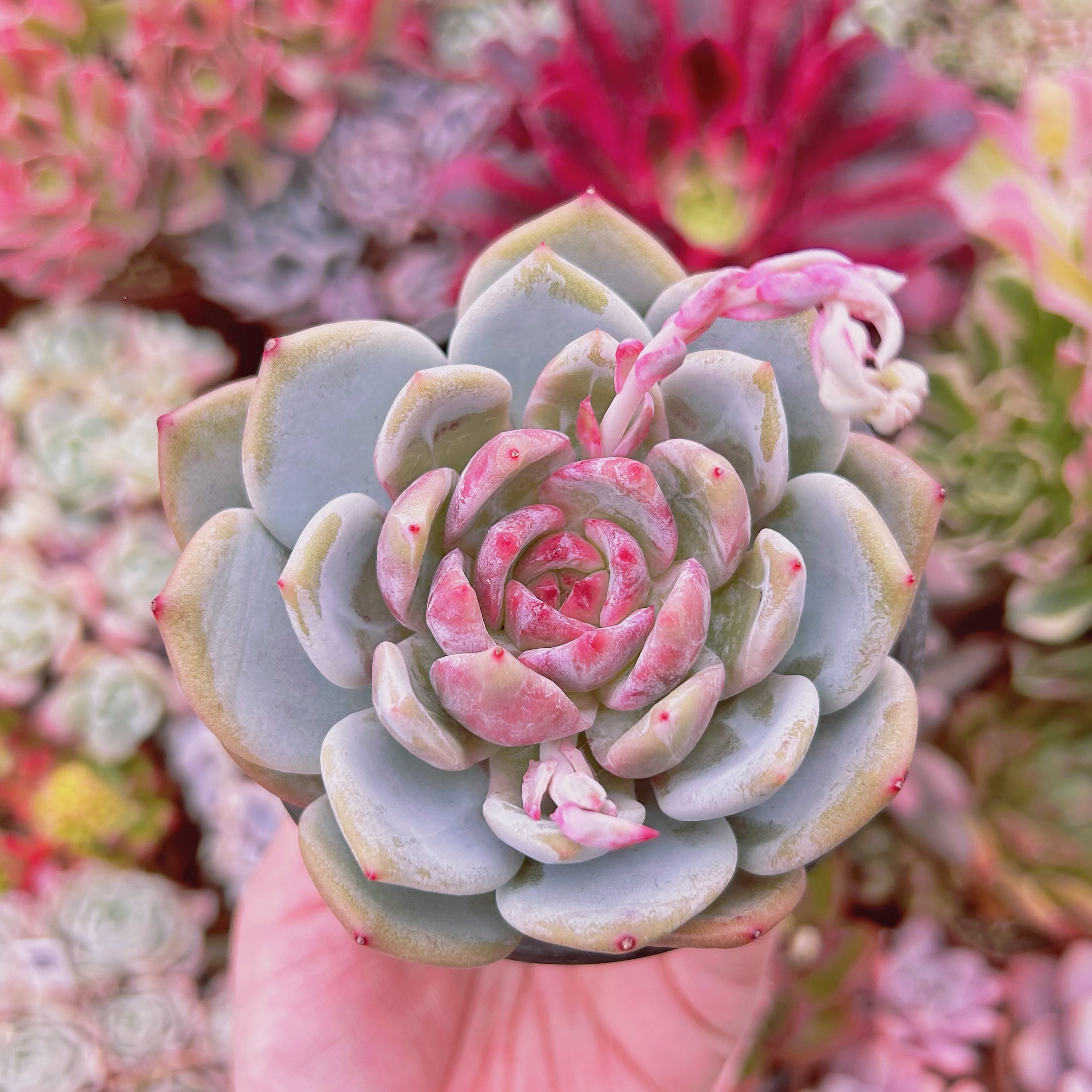#842現物　多肉植物　Echeveria  ジャムアンジュ　特大苗