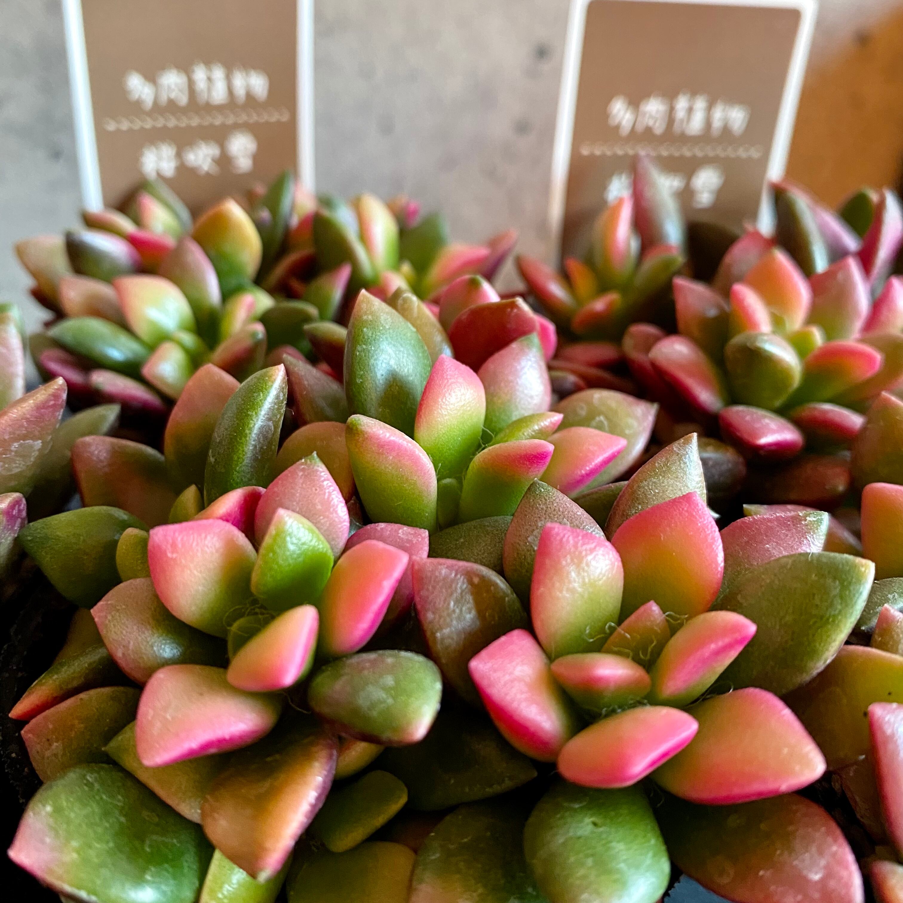 多肉植物 桜吹雪 Www Clinicaenne Com Br