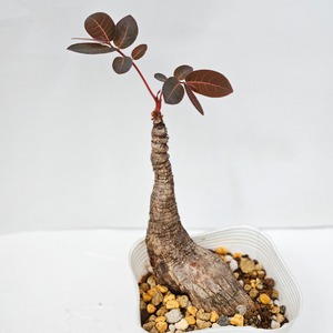 ⑥〚フィランサス・ミラビリス〛Phyllanthus Mirabilis 抜き苗 発芽済