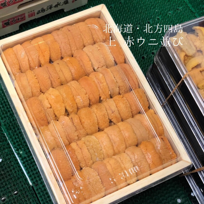 上ウニ 並び 北海道・北方四島産 バフンウニ 赤ウニ 約200-250g 弁当箱【赤ウニ並びx1】冷蔵