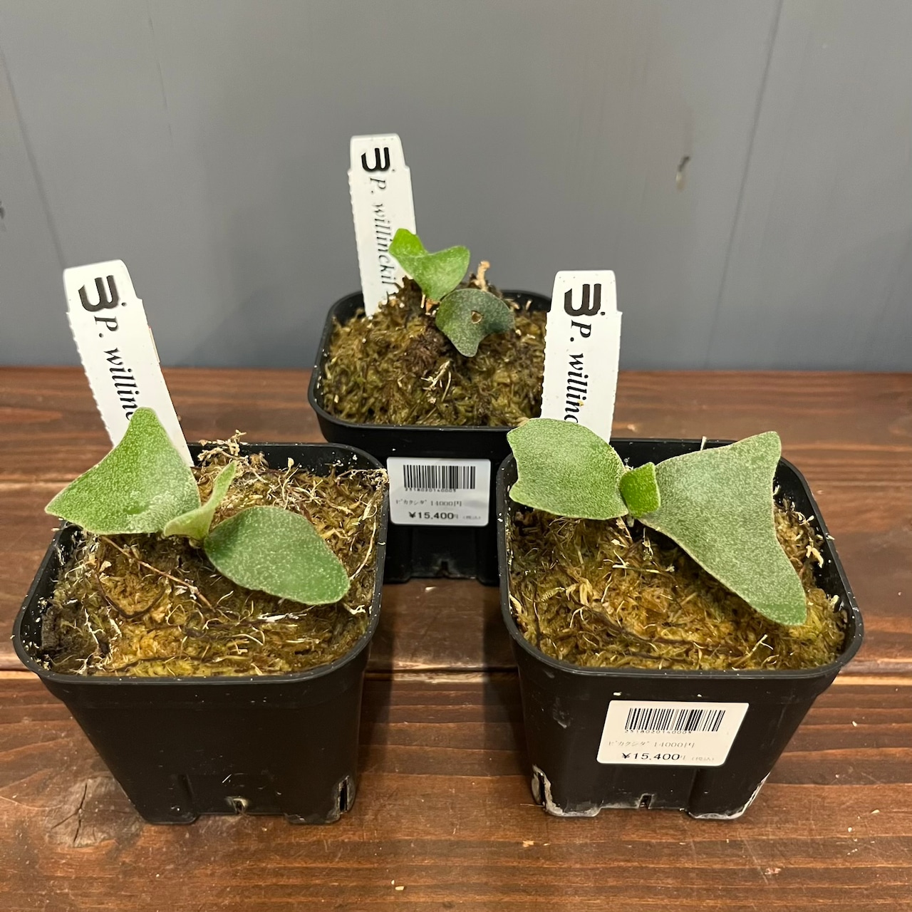 【秋の植え替えフェア対象】【セット】ビカクシダ　ウィリンキー　マサユ