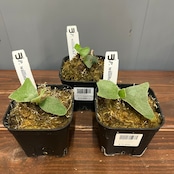 【秋の植え替えフェア対象】【セット】ビカクシダ　ウィリンキー　マサユ