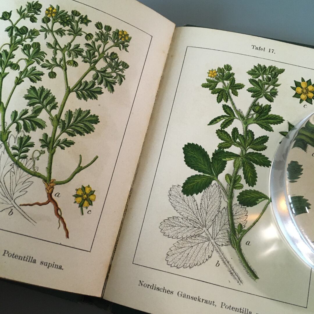 有名なブランド 18世紀の植物図鑑アンティーク版画 ボタニカルガーデンつる植物 絵画 タペストリ Alrc Asia