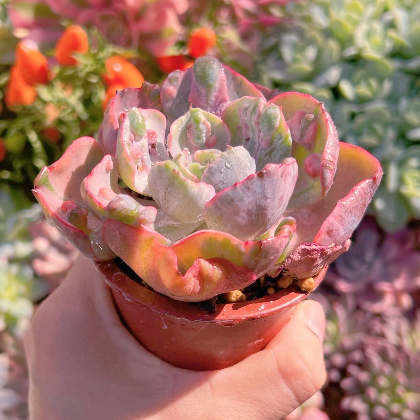 多肉植物 ビヨンセ錦(中) 新入荷 | るる農園~多肉植物専門