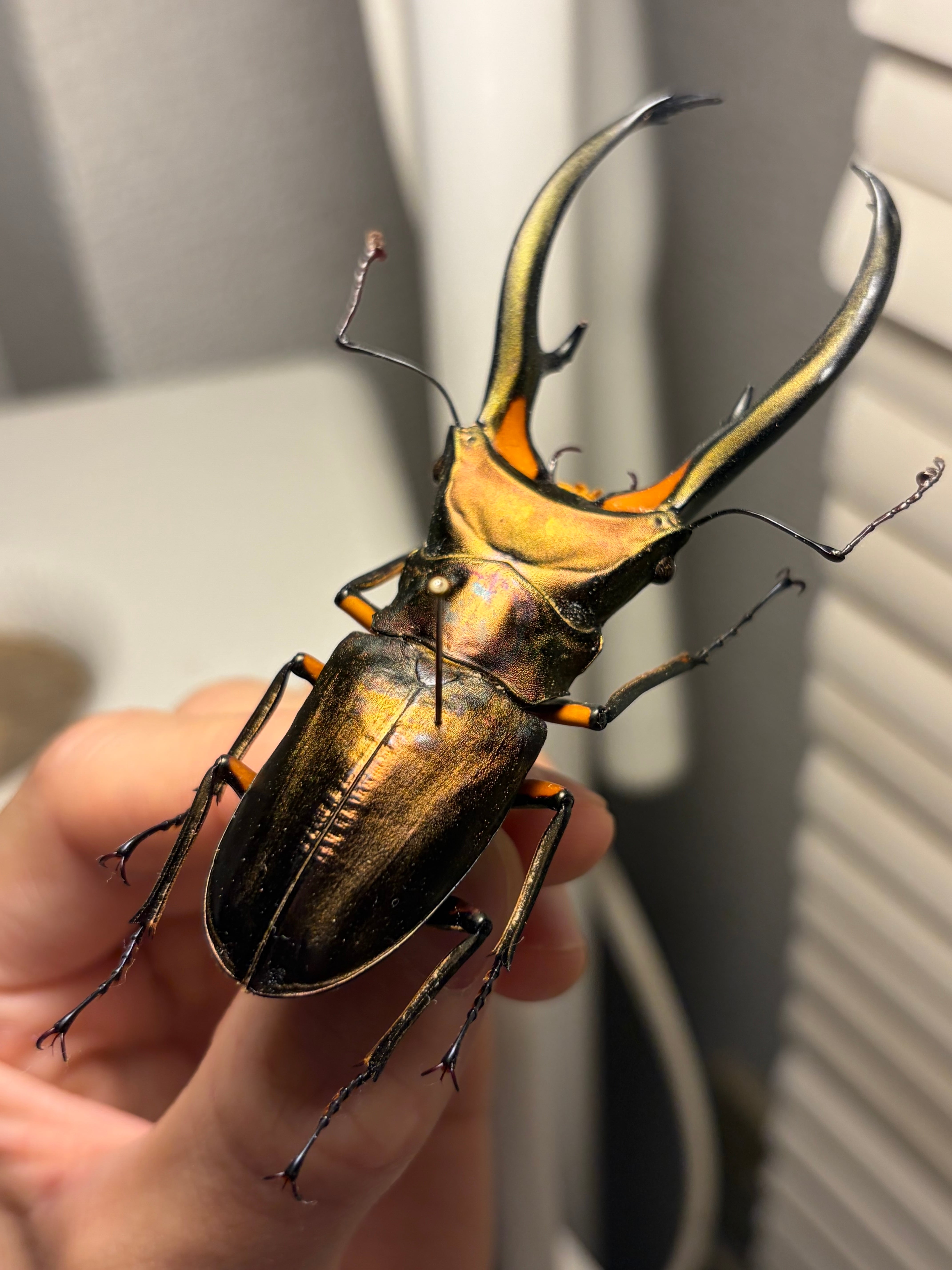 赤銅92mm】エラフスホソアカクワガタ Cyclommatus elaphus 紅鹿細身赤 赤銅92mm】エラフスホソアカクワガタ Cyclommatus elaphus 紅鹿細身赤