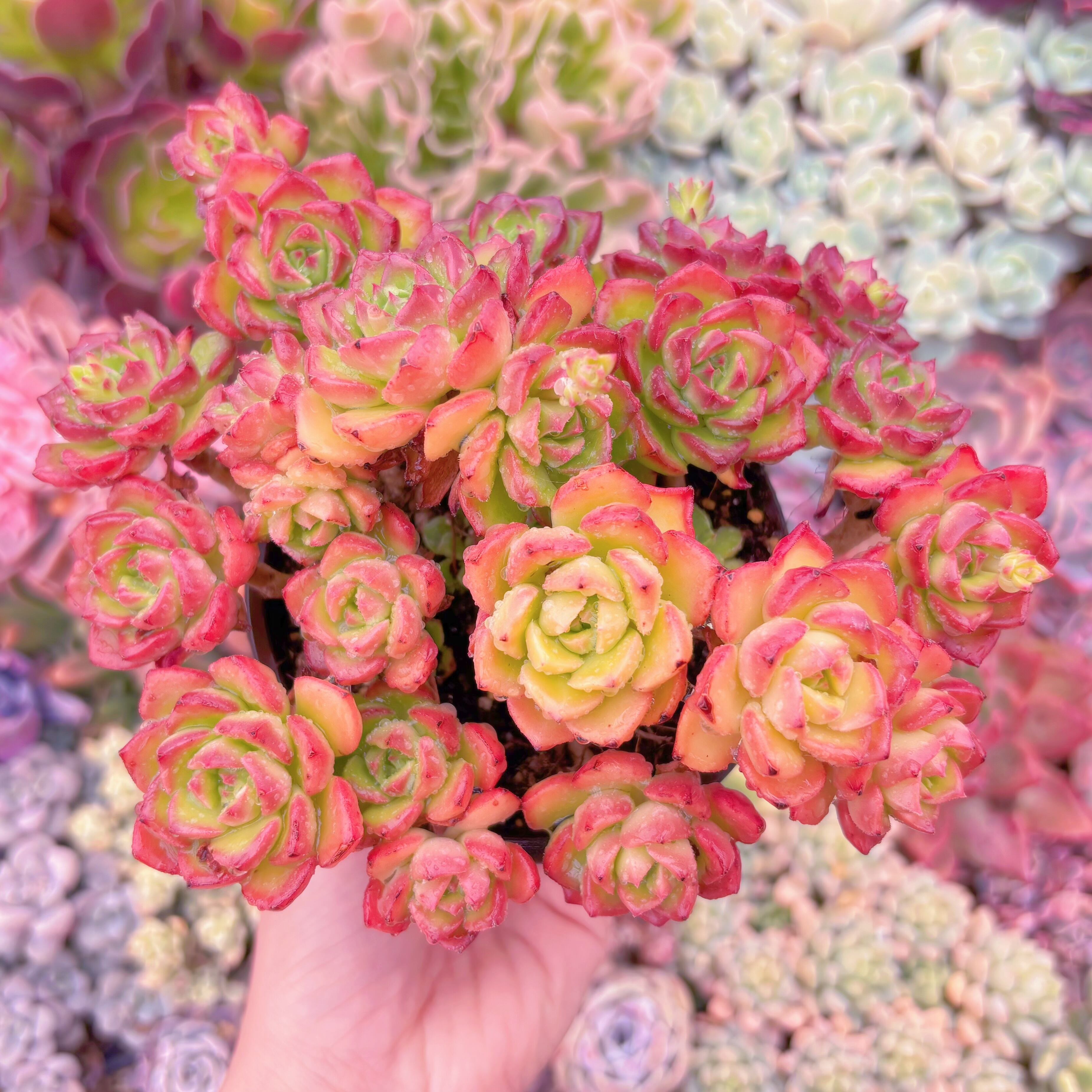 現品　レティジア#061　るる農園