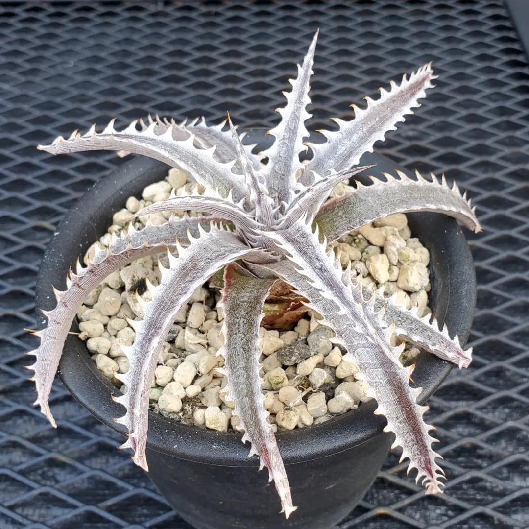 F00500_Dyckia 'Little Wing' F2 (NNN-LWF2-002)：ディッキア・リトル