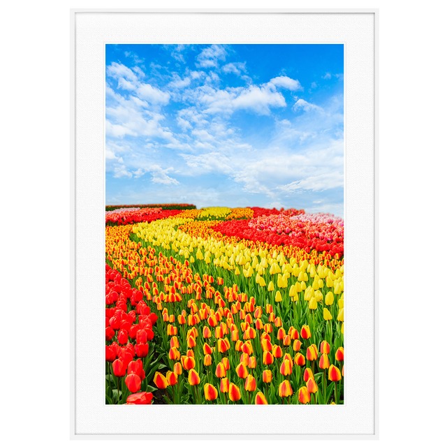 花写真 オランダのチューリップ畑 インテリアアートポスター額装 AS2846