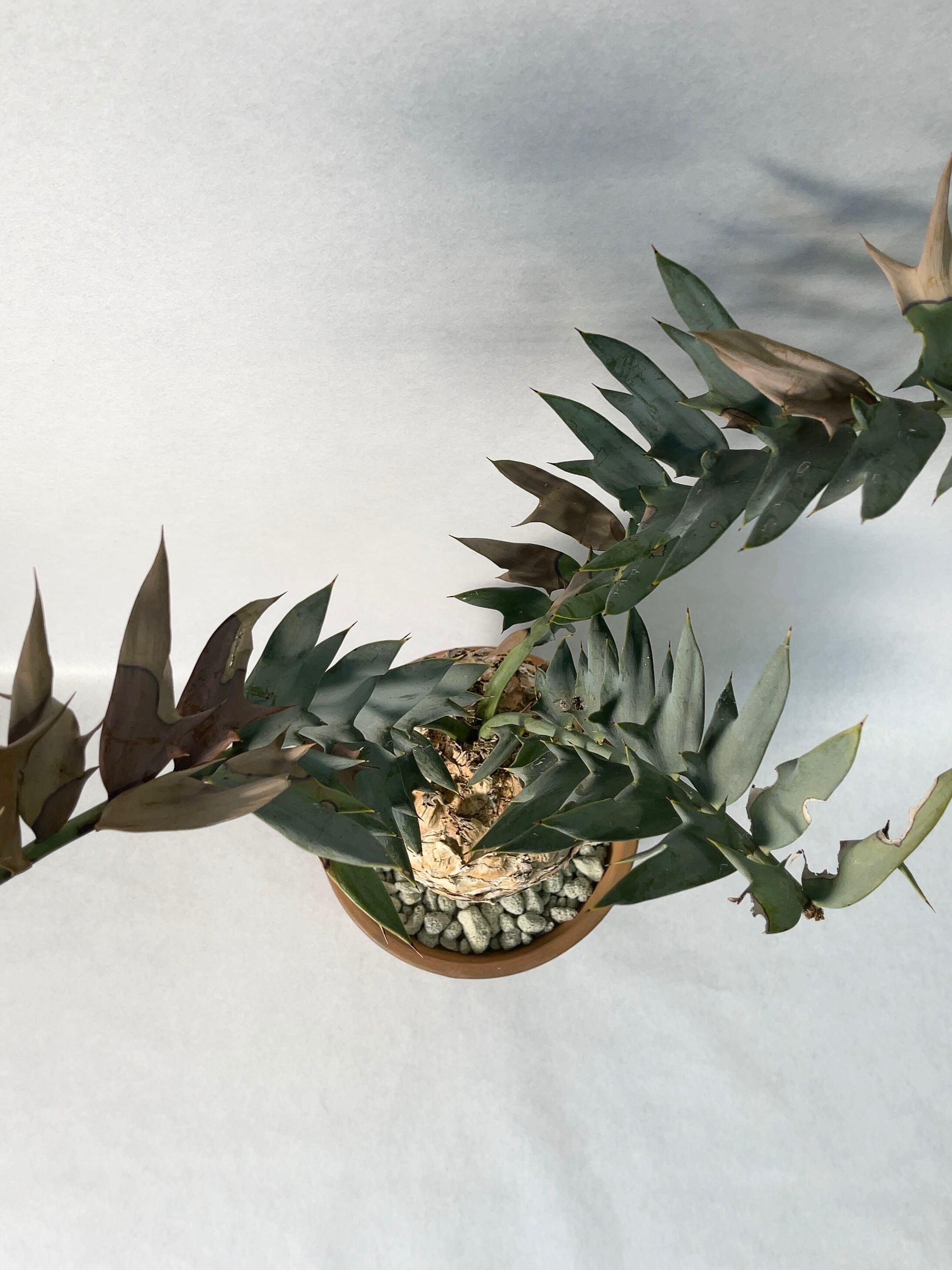 エンセファラルトスホリダス エンセファラルトス・ホリダス 03 Encephalartos horridus | Sun