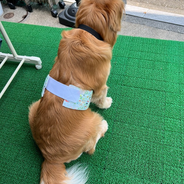 犬用品　アイスベスト延長マジックテープ