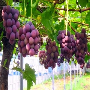 レギュラーサイズ／ぶどうの虜 発酵シロップ　210ml｜ギフト・お菓子・おやつ・発酵