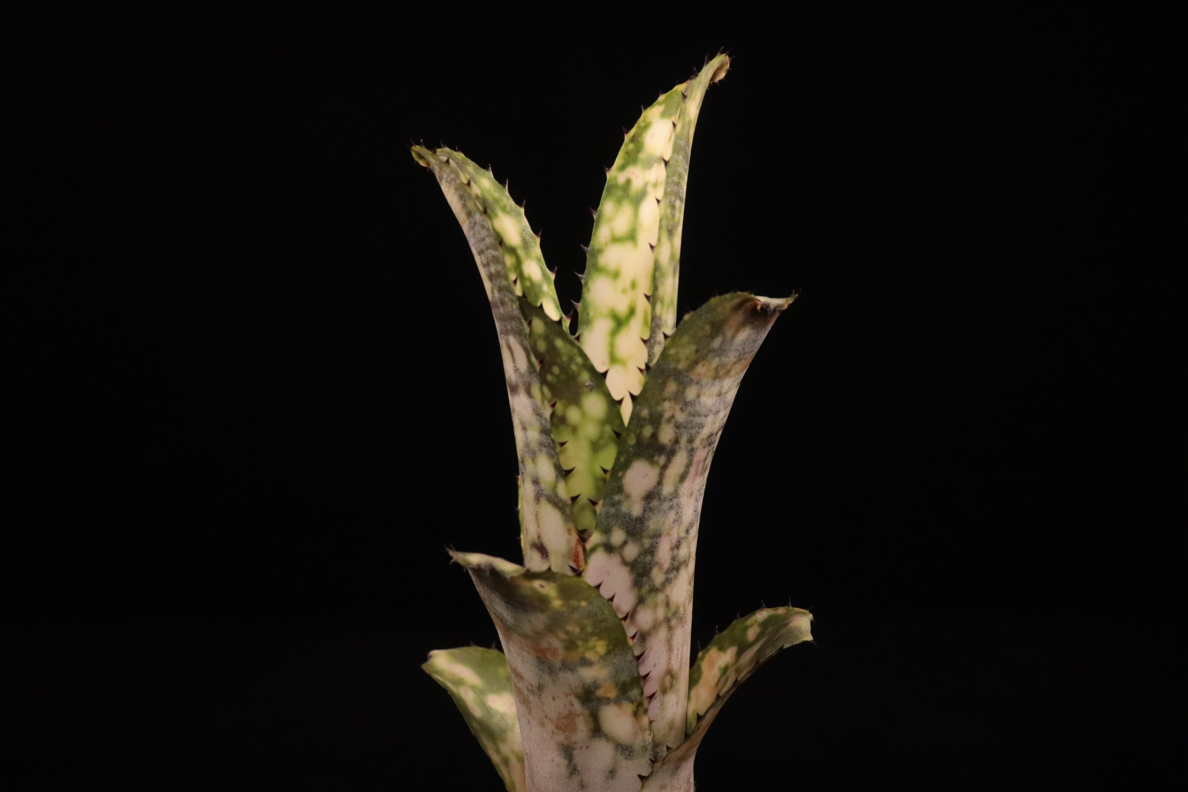 reserved】Billbergia 'Talbot Lens Gem'〔ビルベルギア〕現品発送