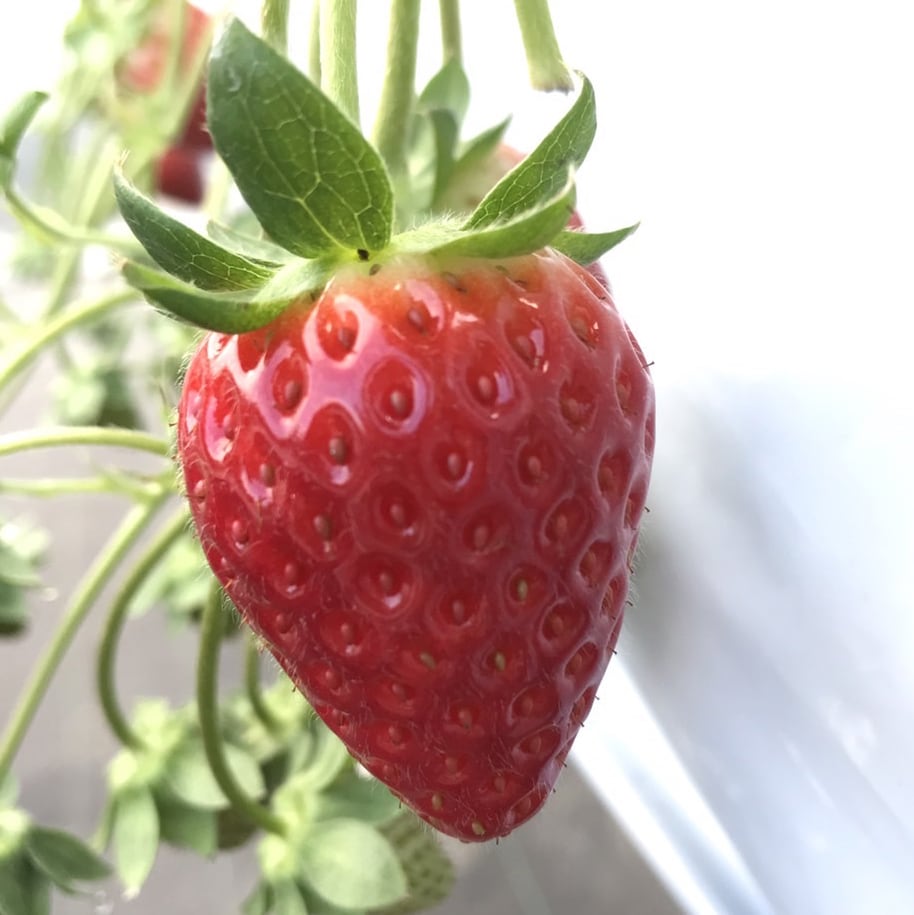 季節限定】農園直送 古都華いちご（2パック1ケース） | 自然の恵み村