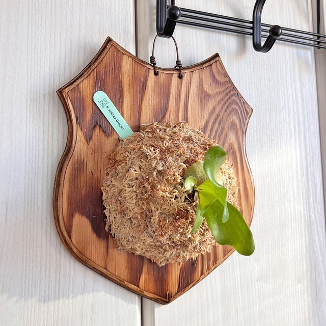 ビカクシダ ヒリードラゴン 板付 【観葉植物 壁掛け コウモリラン】