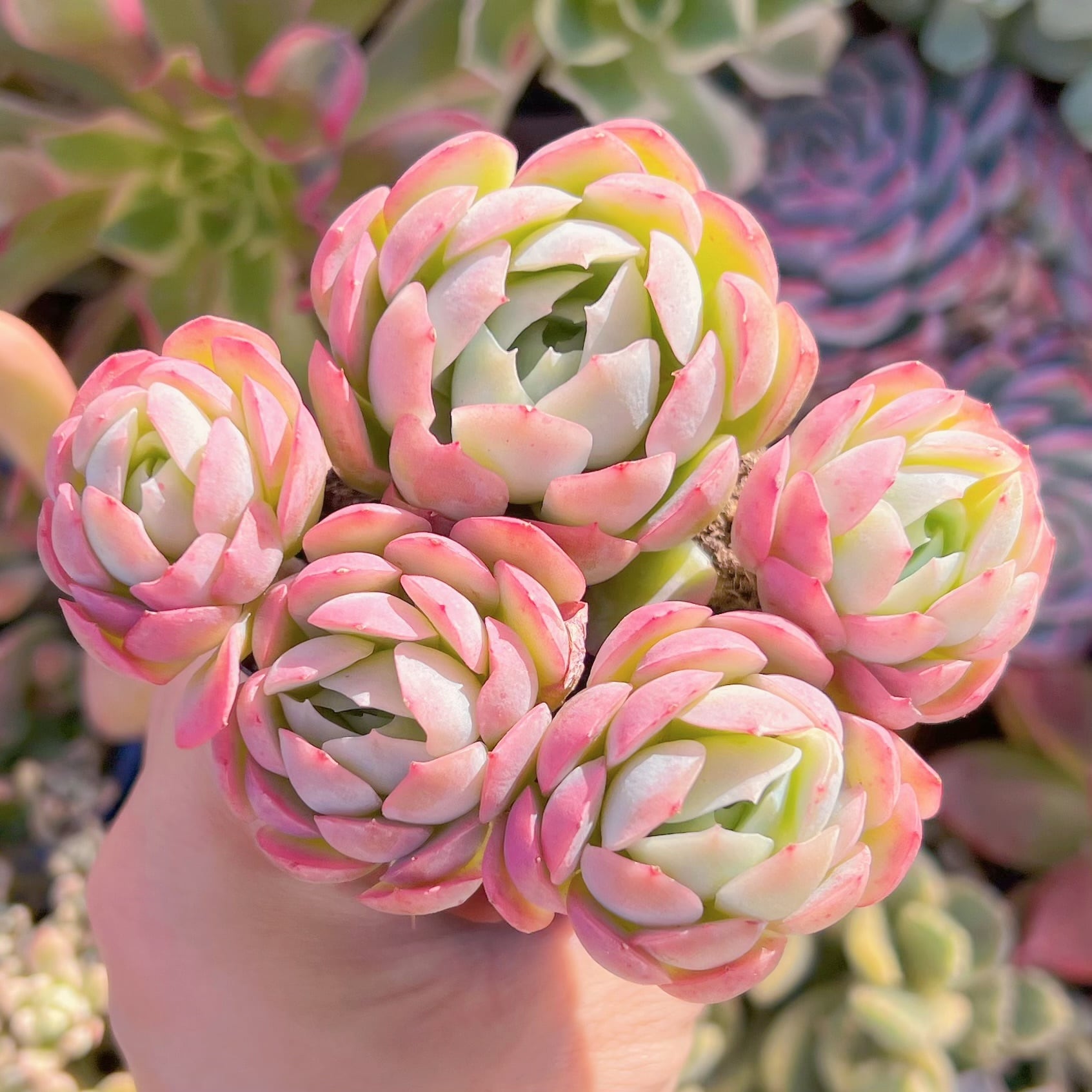 現品　クリームベリー#A62　るる農園