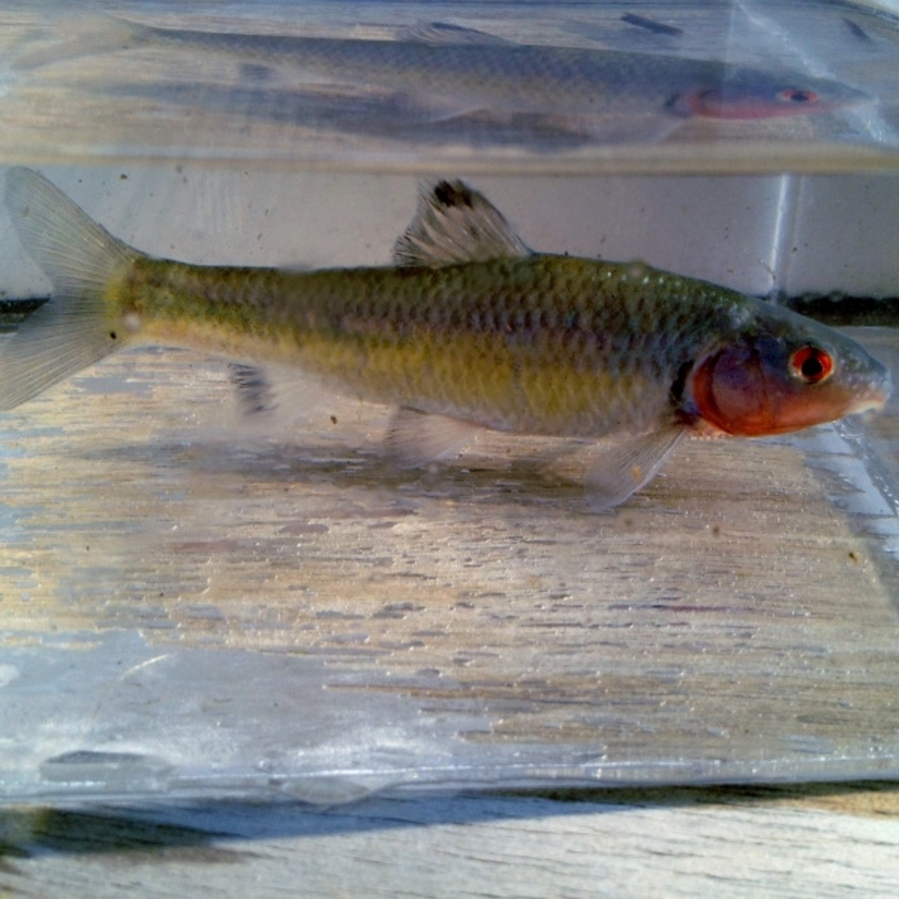 （淡水魚）ヒガイ（ビワヒガイ）　8～12cm±（オス・1匹）【生体】