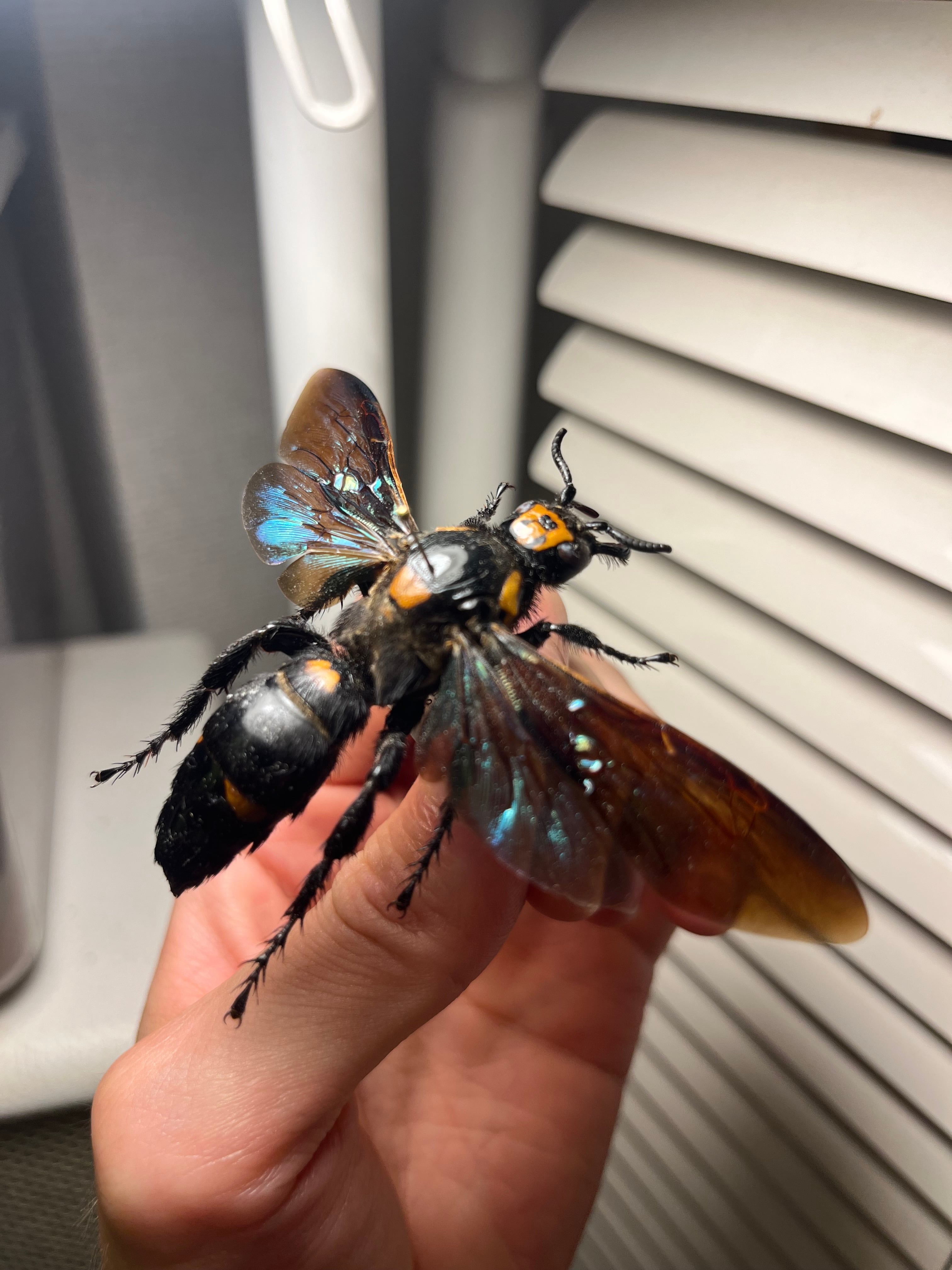 雀蜂最大級】ツチバチ60mm Megascoliaハチトンボゼミセミ蝉カゲロウ