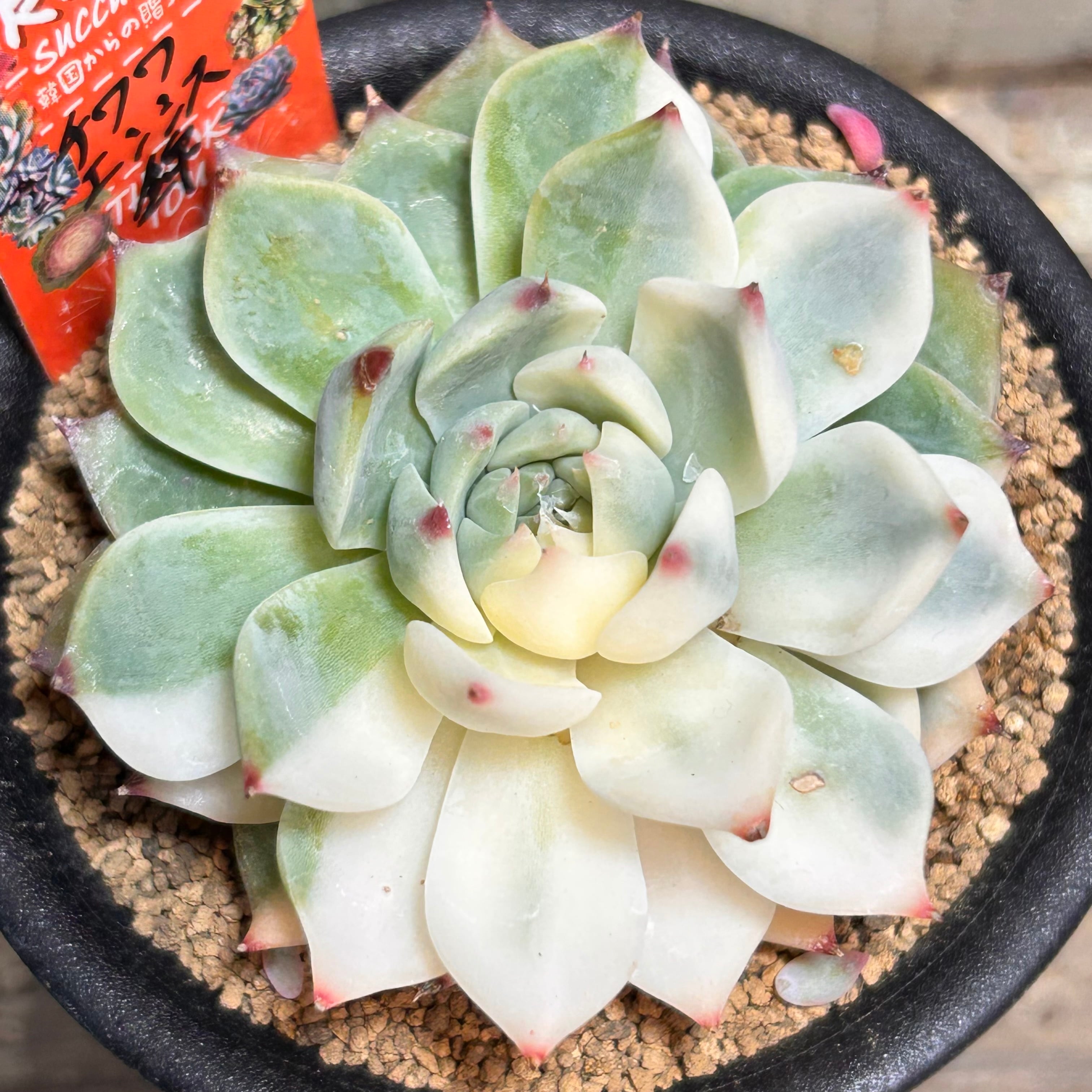A)チワワエンシス錦 | RuPo 多肉植物専門店