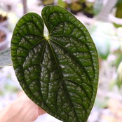 アンスリウム・ルクスアリンス / Anthurium luxurians│観葉植物