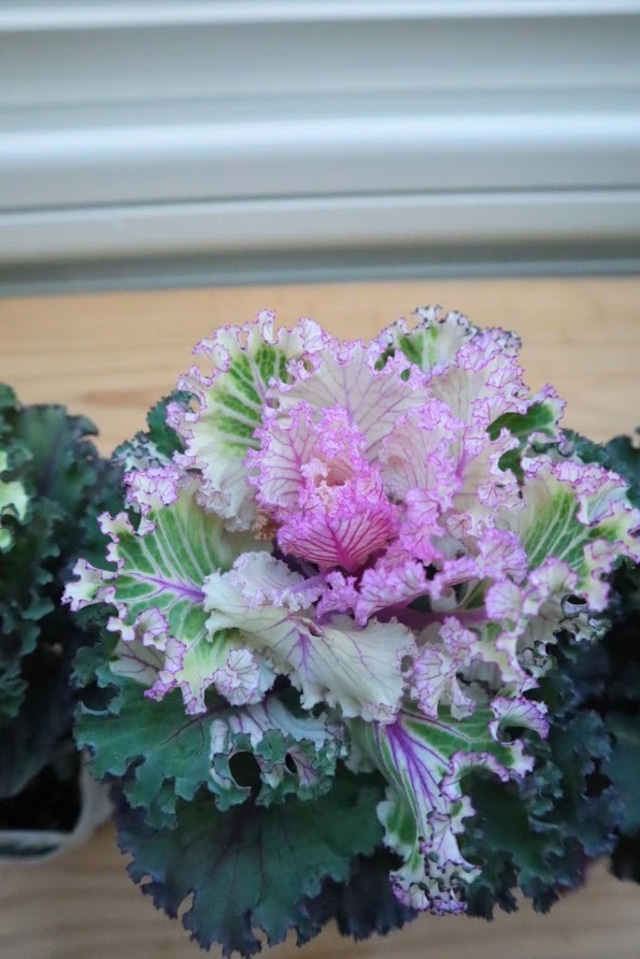 苗　葉牡丹　『カラーマジック』　3号ポット　ガーデニング　園芸　ハボタン