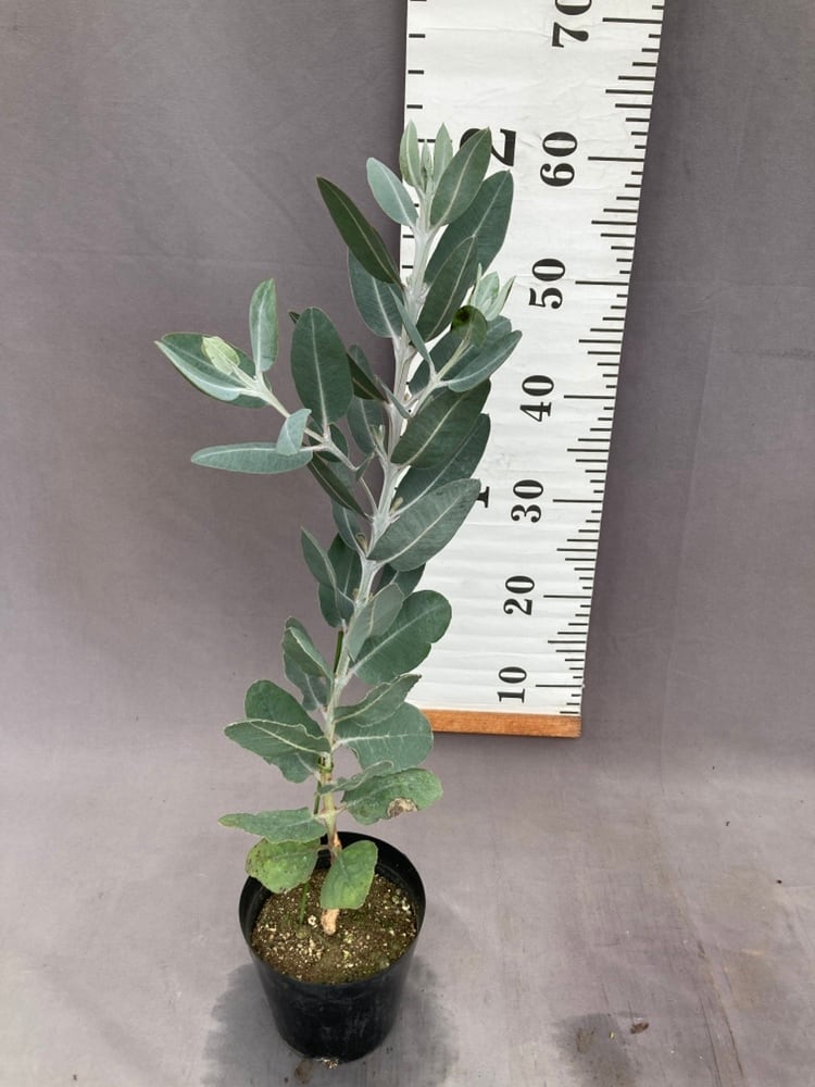 樹木 | 日本ライン花木センター