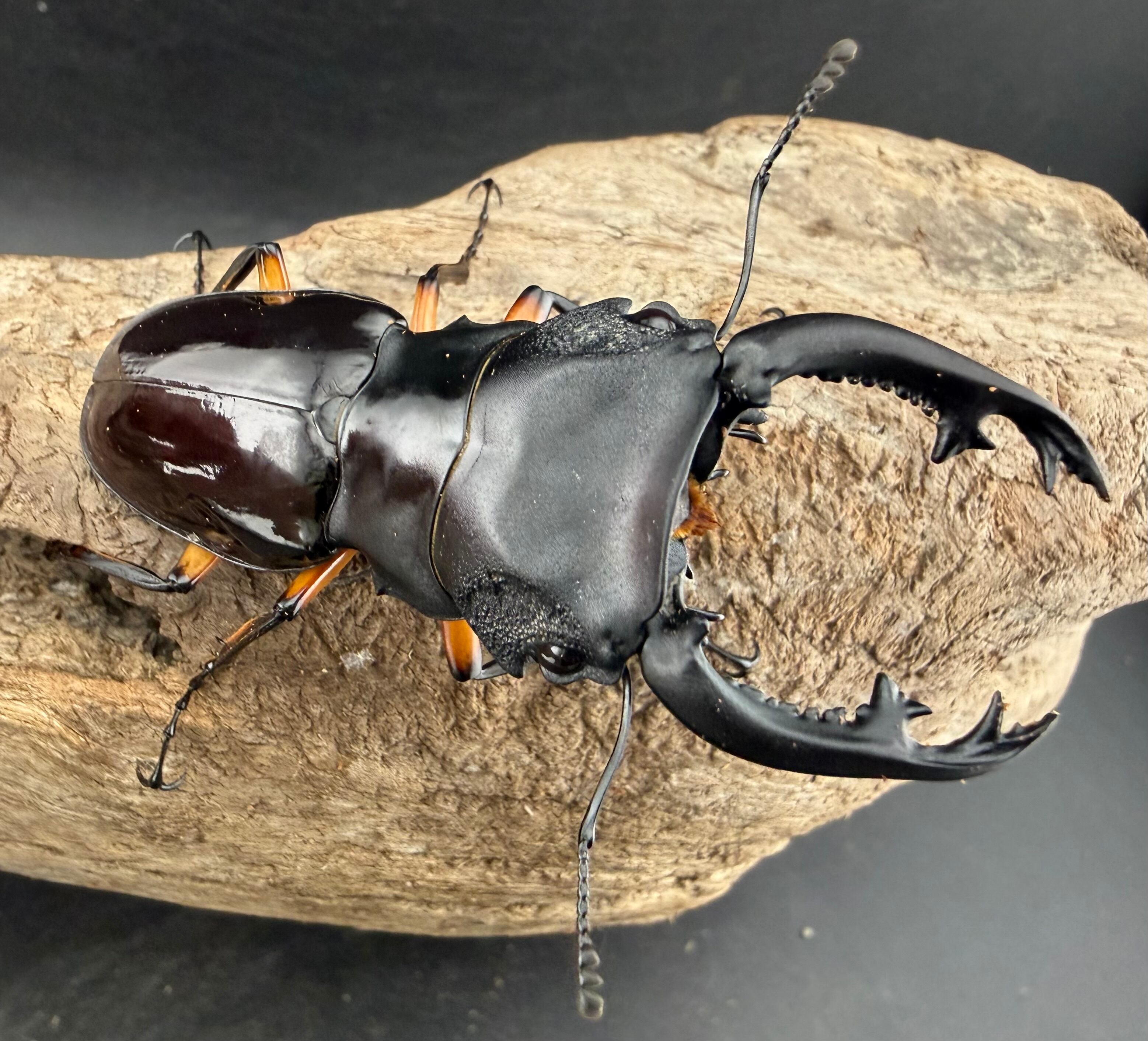 WD】大型《インペリアリスツヤ亜種komorii バタラザ産 70mm ペア