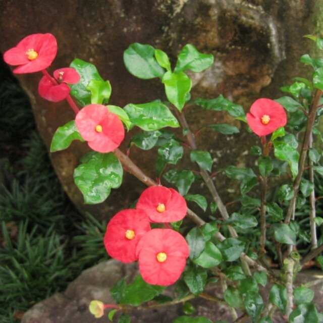トゲなし花キリン9cmポット苗 Hanazukin 花ずきん 農家直送の花苗 シンビジュームの花束