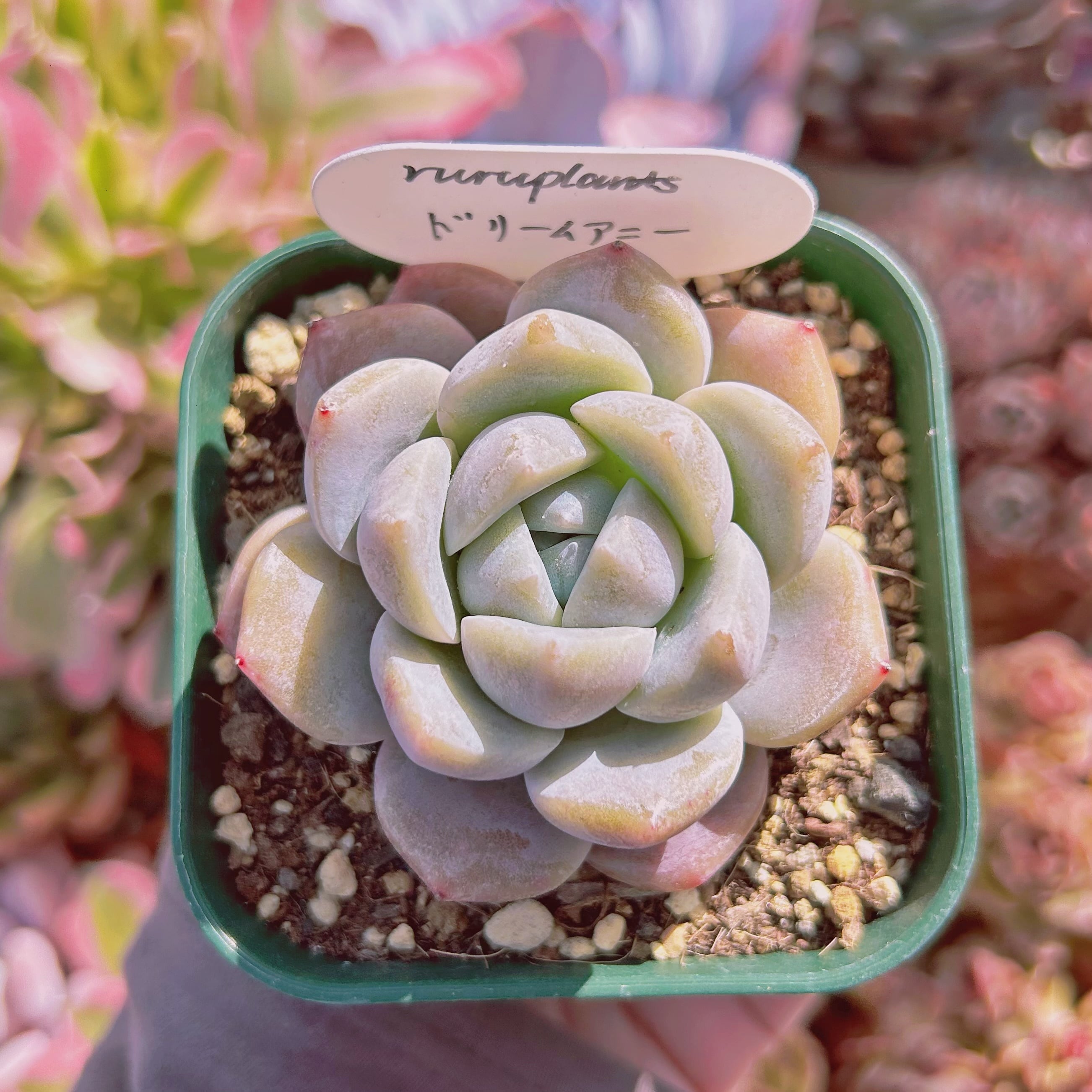 #736現物　多肉植物　ドリームアニー　抜き苗