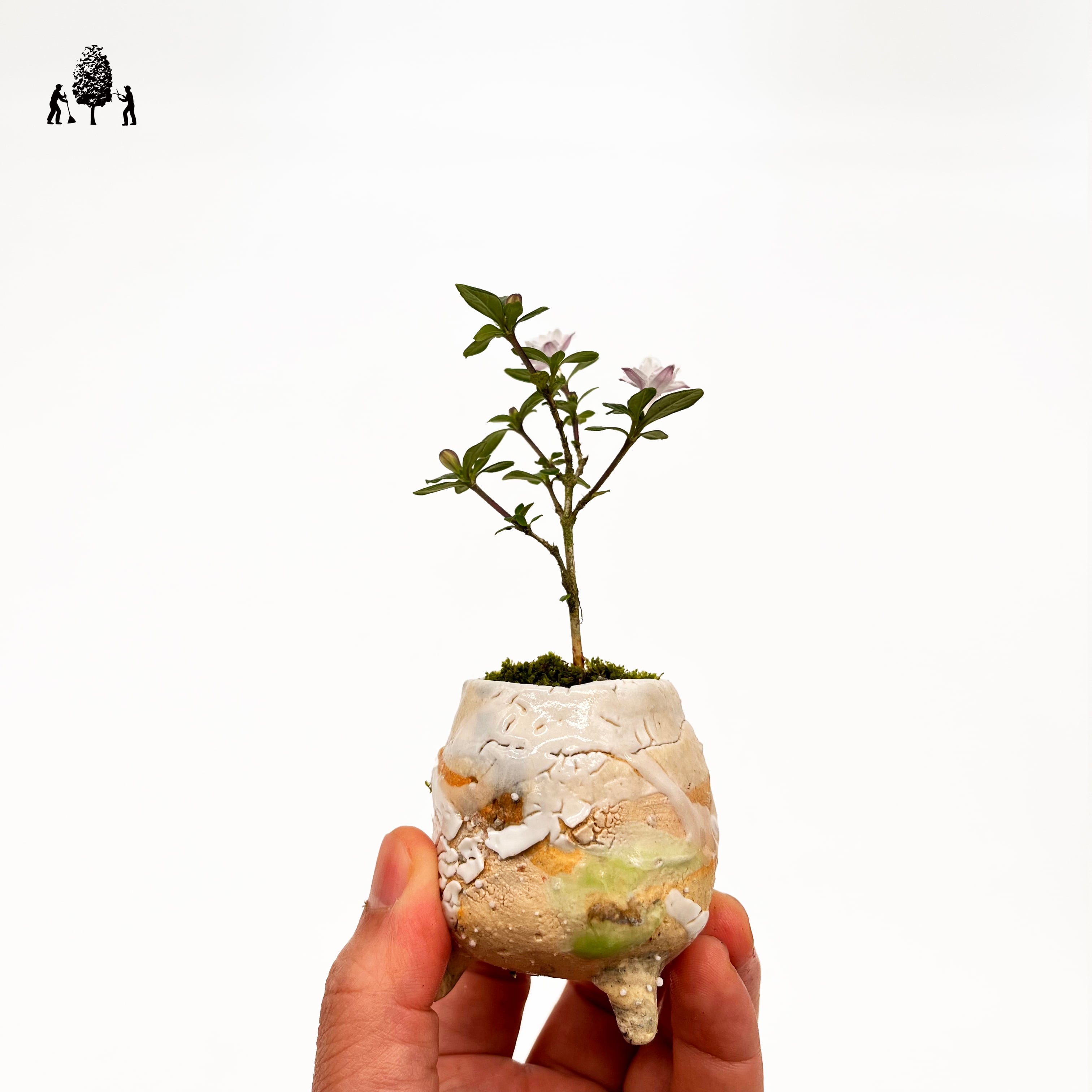 赤松半懸崖 | Just boning Premium Bonsai by Season's Green NIWATEN