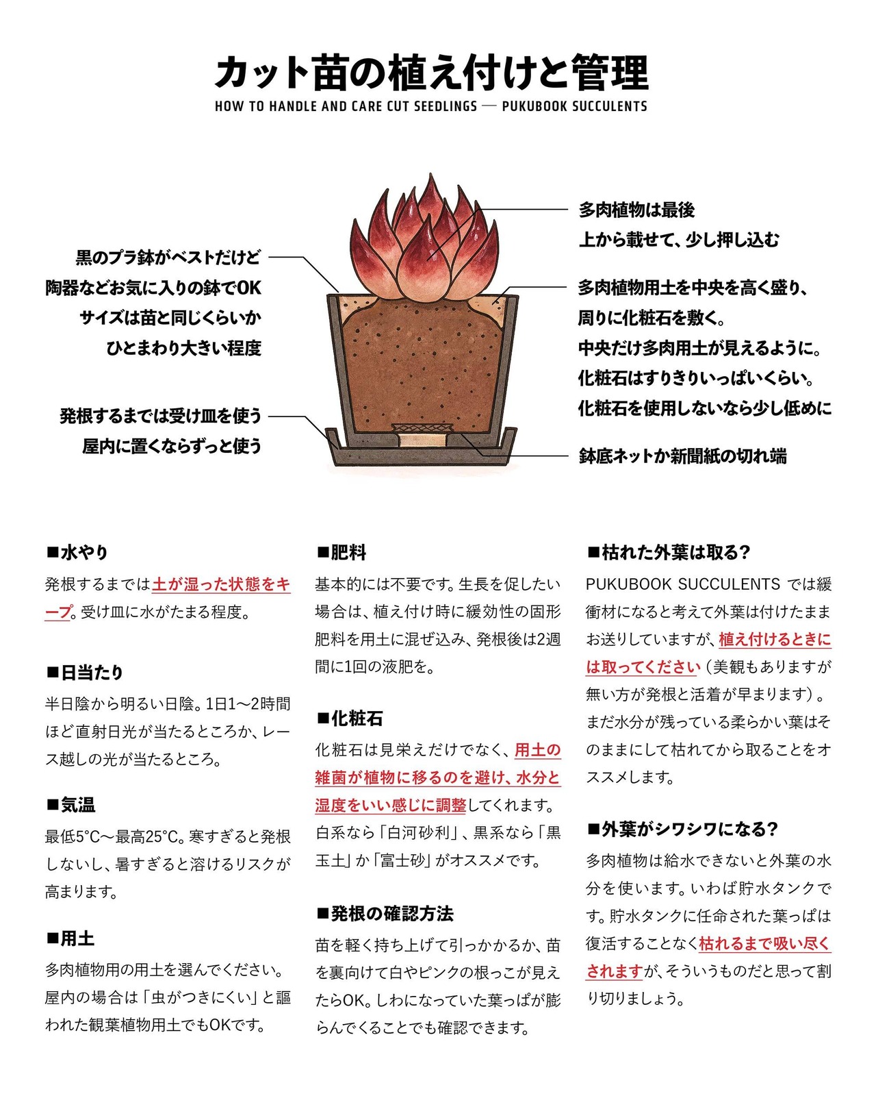 【はじめての方限定】カット苗 ルノーディーン ミニ株 Echeveria 'Lenore Dean'